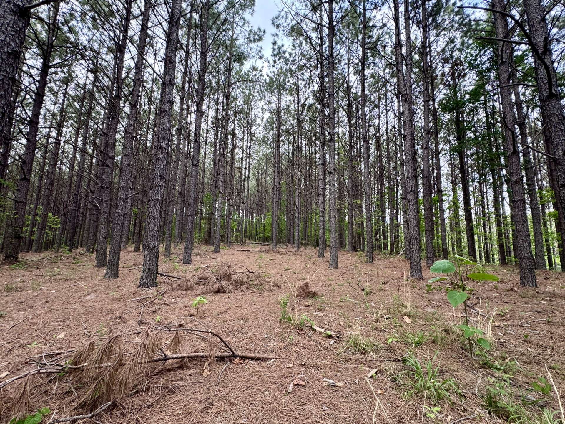 132 Rocky Top Dr, Hohenwald, TN 38462