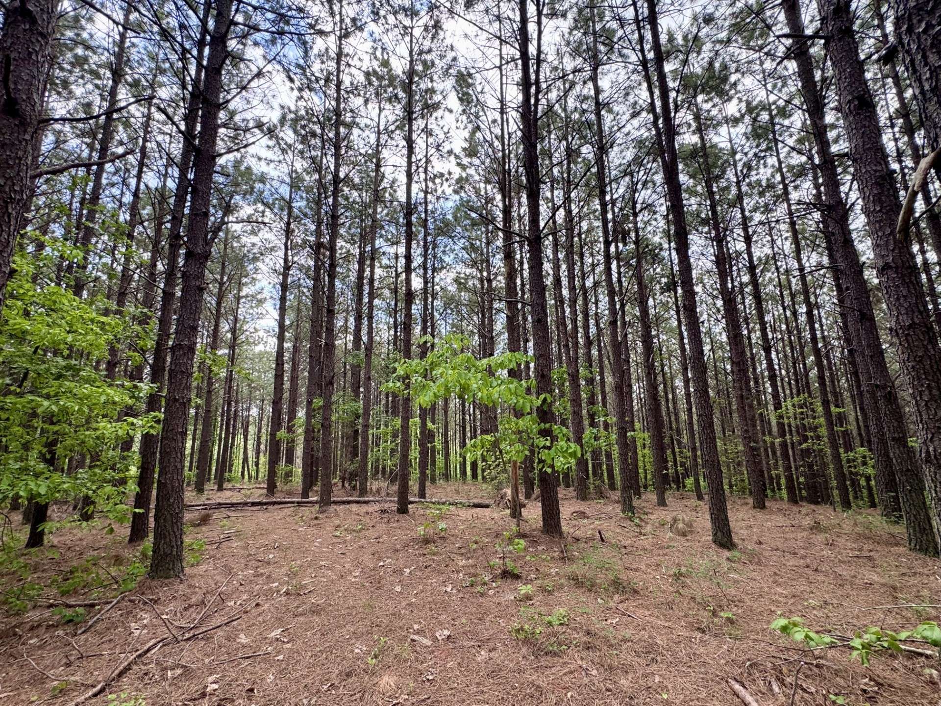 132 Rocky Top Dr, Hohenwald, TN 38462