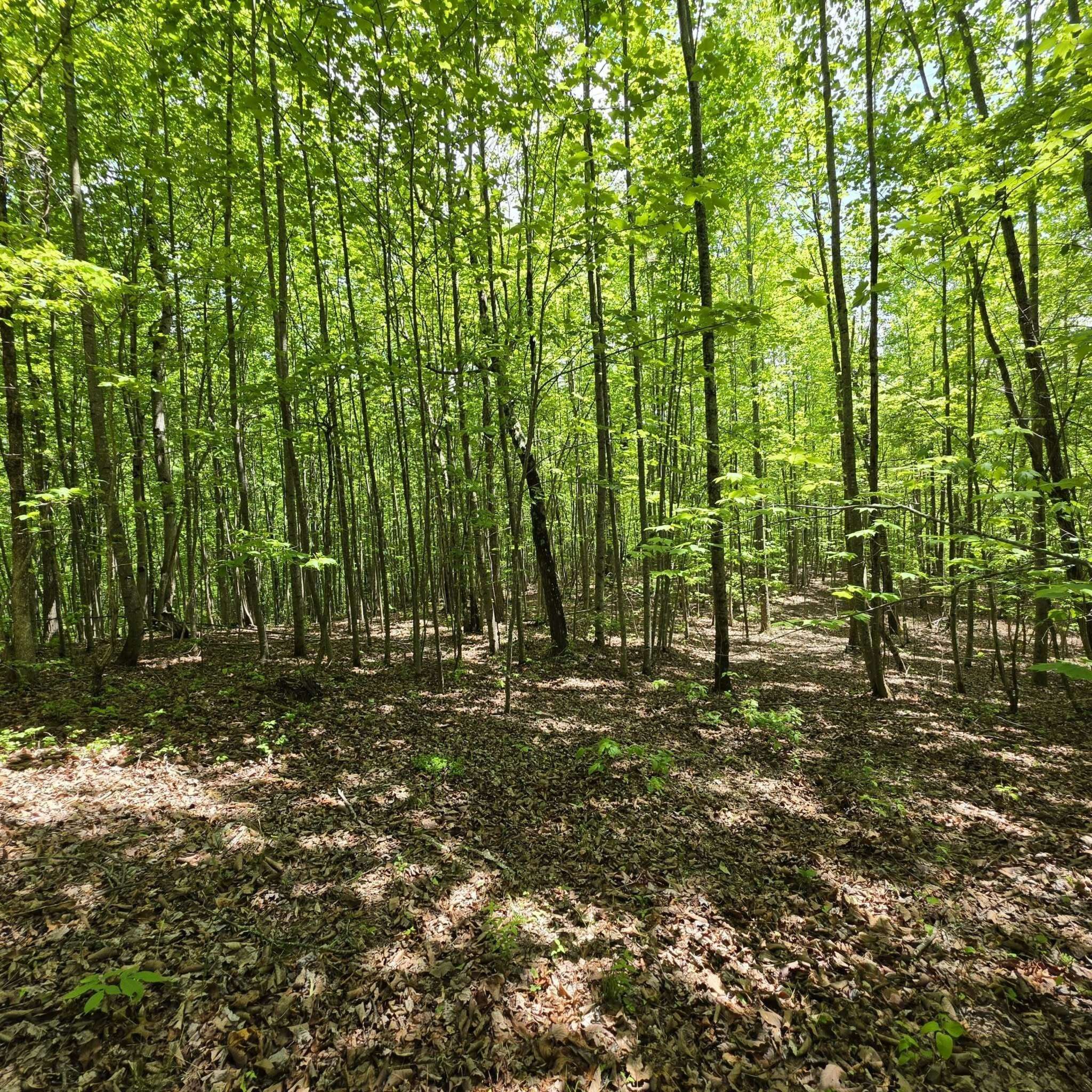 15 Cluck Cove Road, South Pittsburg, TN 37380