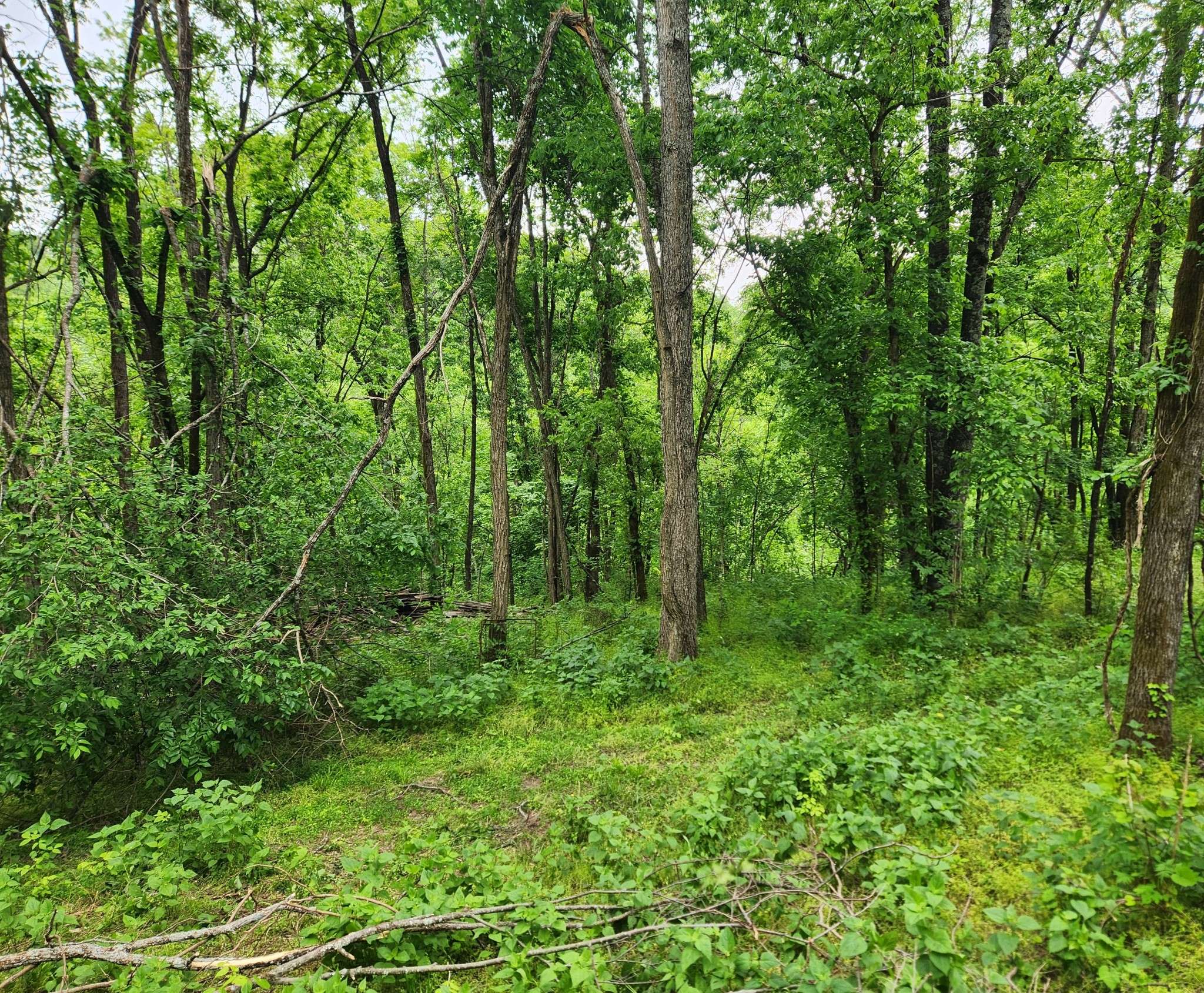 0 Thompson Hill Road, Bethpage, TN 37022