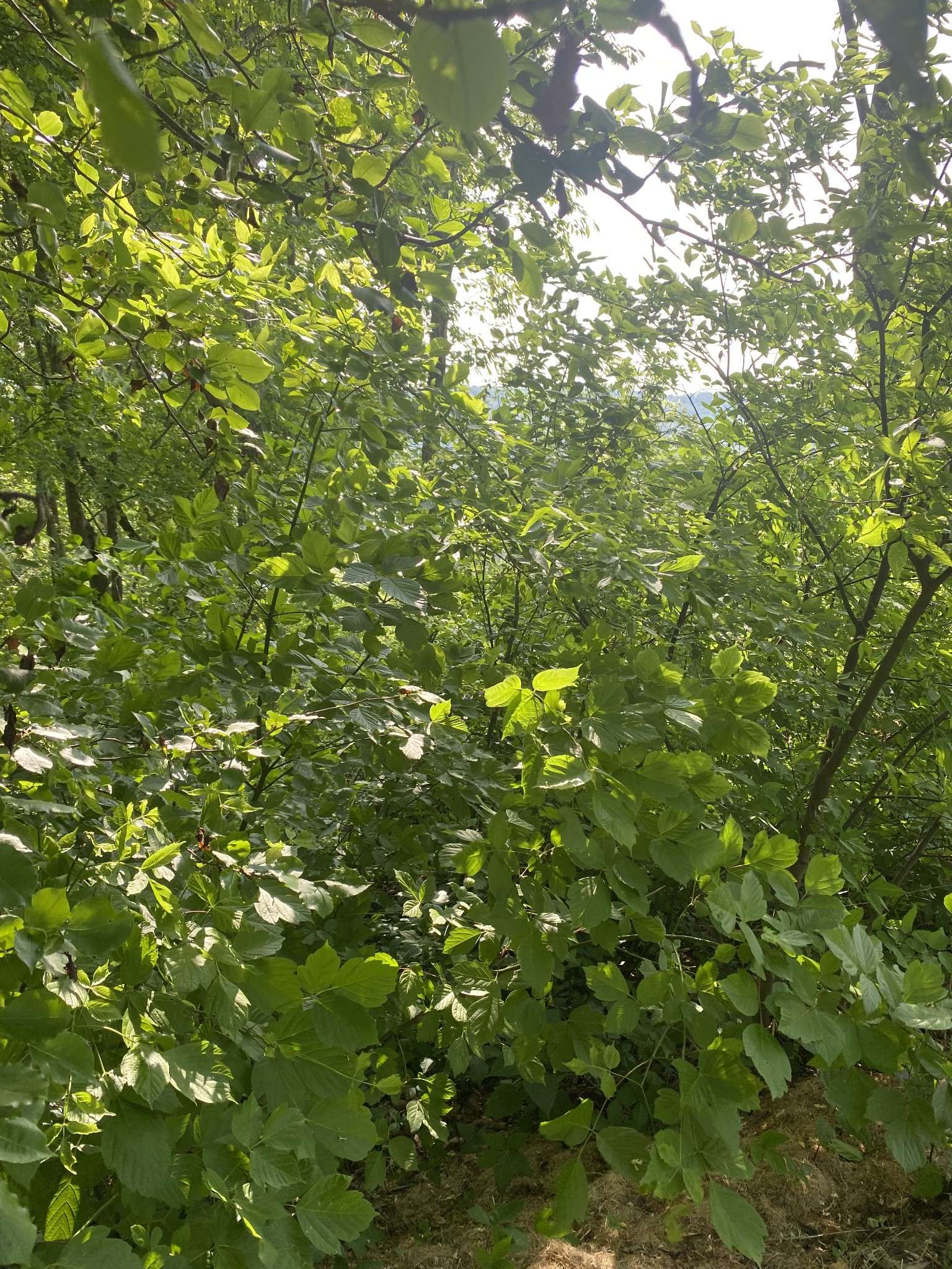0 Seaton Drive, Smithville, TN 37166