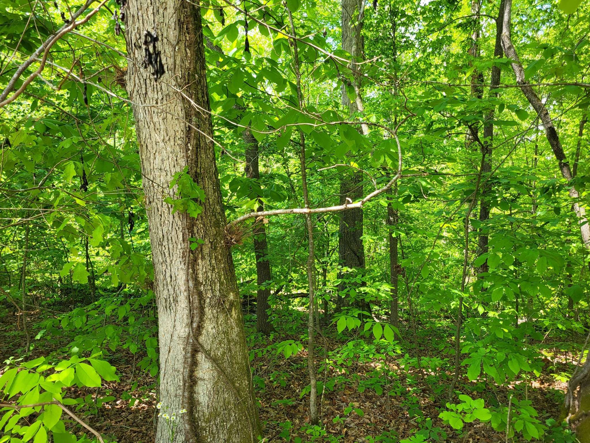 0A Red Ash Rd, Sugar Tree, TN 38380
