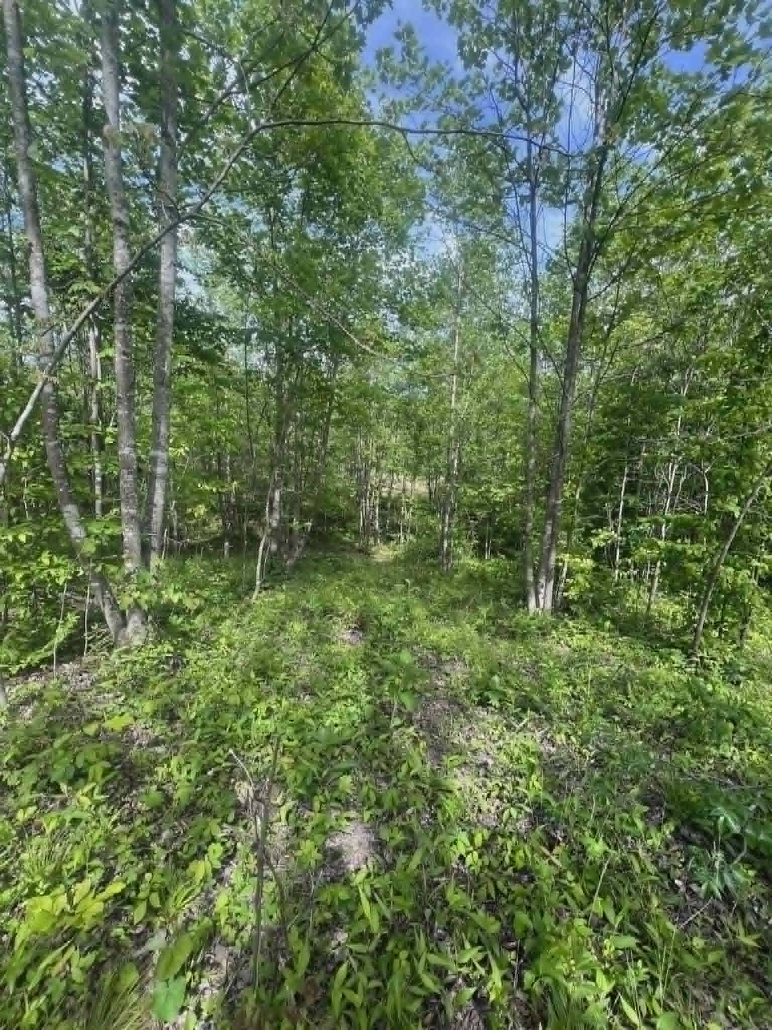 0 Freedom Ridge, Indian Mound, TN 37079
