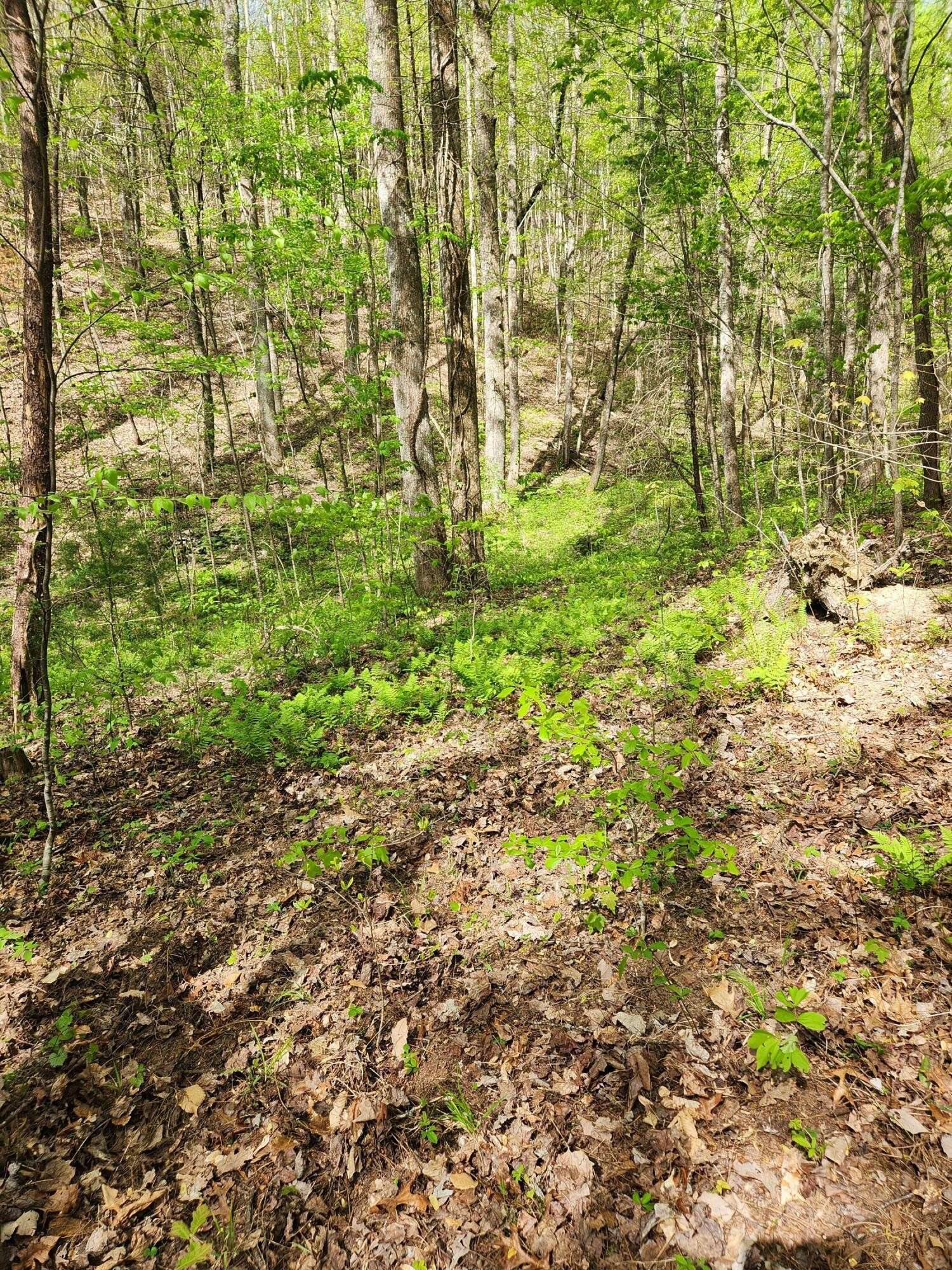 0 Chestnut Mountain Road, Reliance, TN 37369
