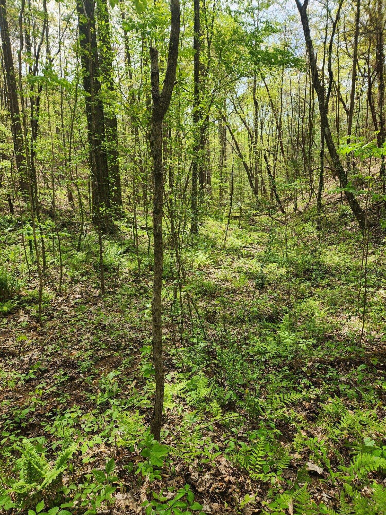 0 Chestnut Mountain Road, Reliance, TN 37369