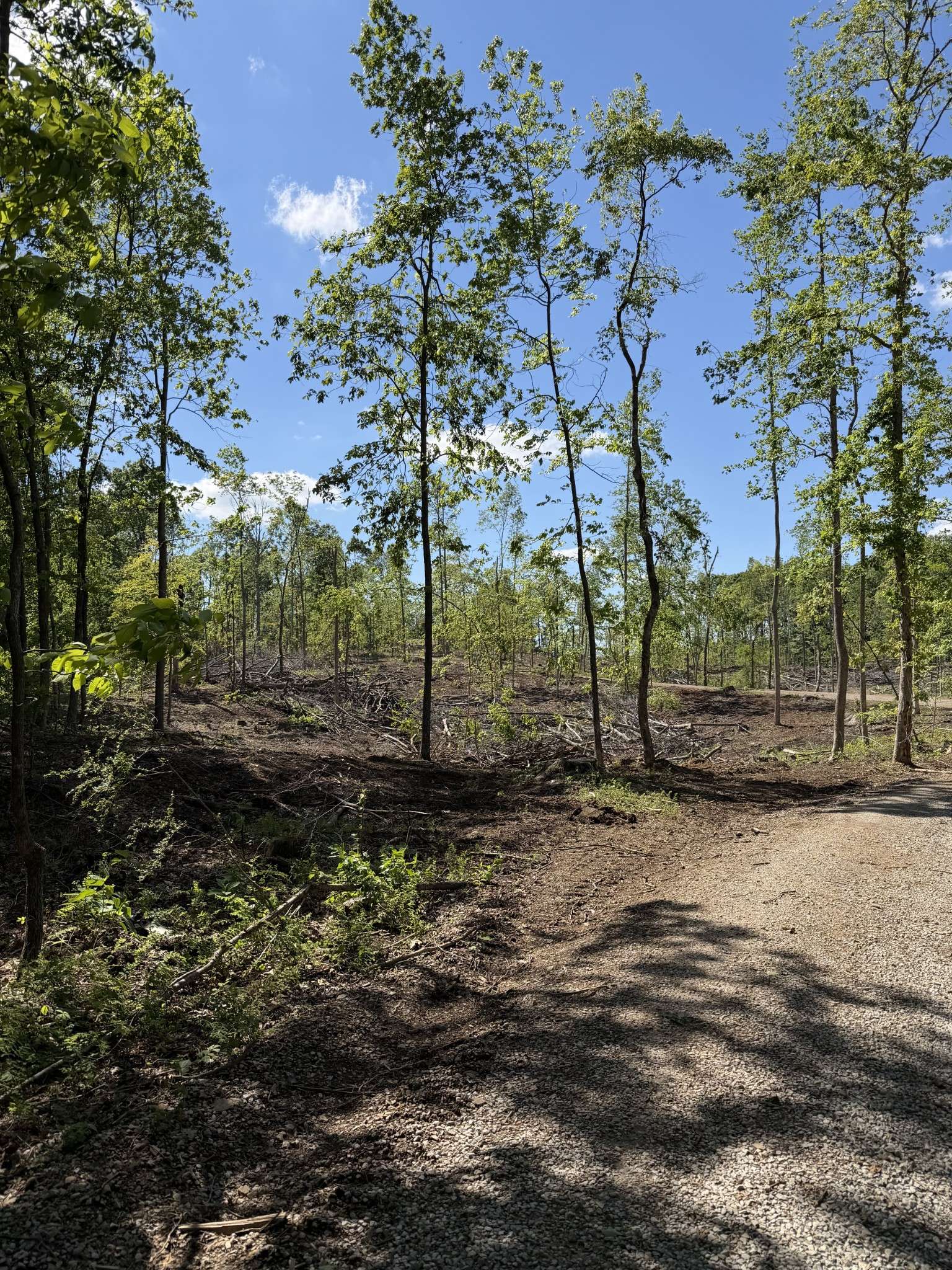 6492 Cross Plains Rd, Springfield, TN 37172
