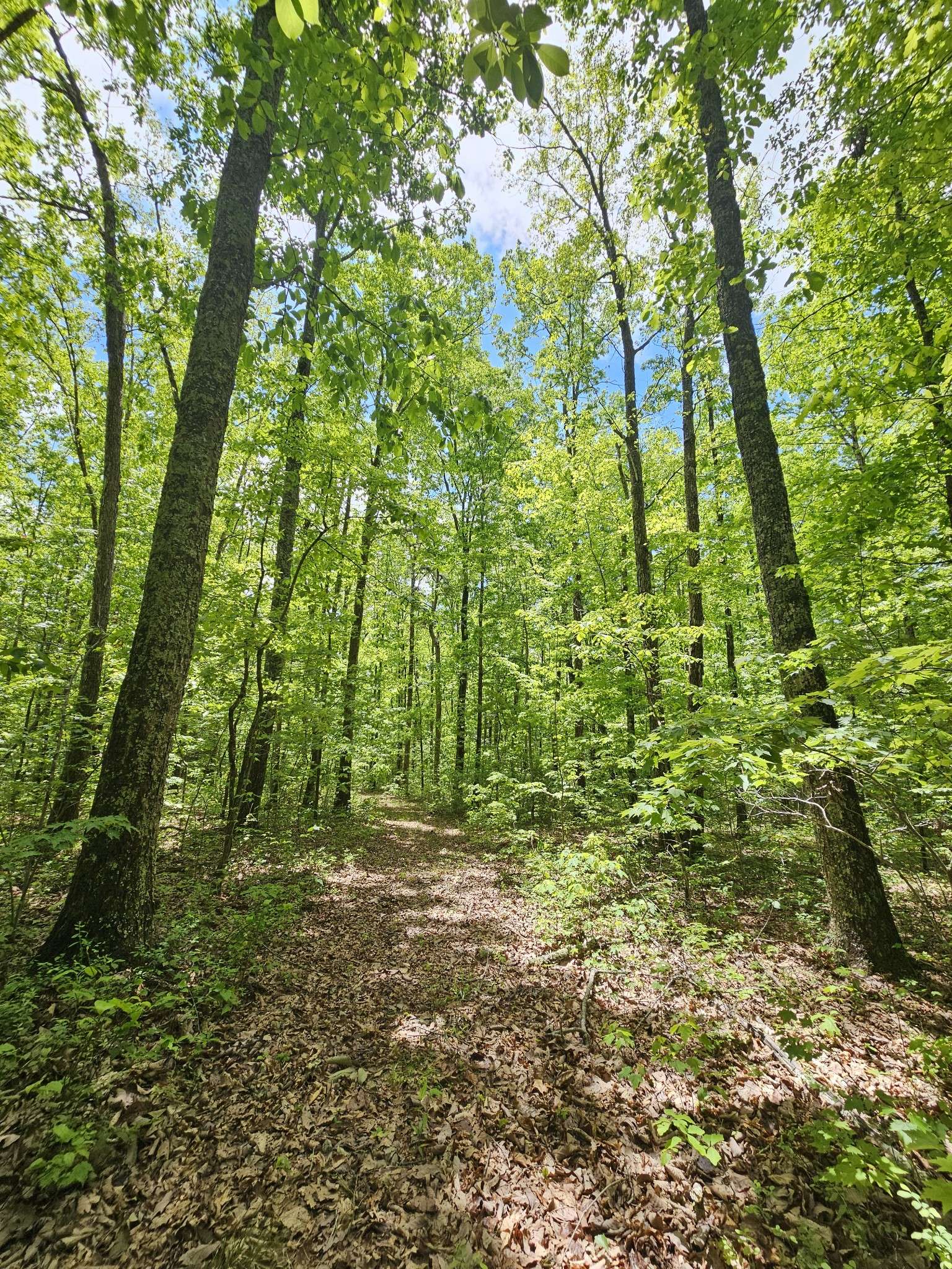 6 Beechwood Trail, Coalmont, TN 37313