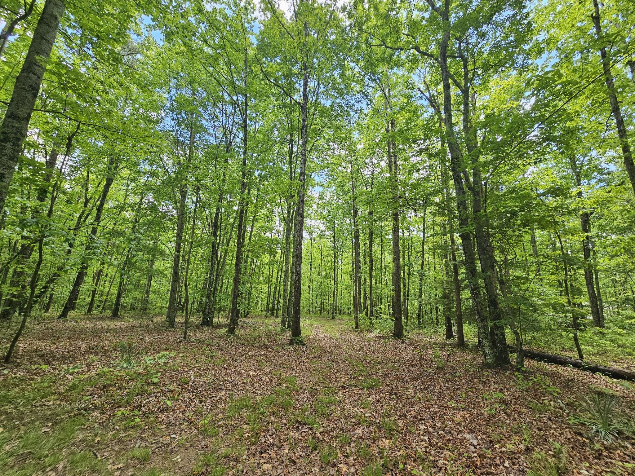 6 Beechwood Trail, Coalmont, TN 37313