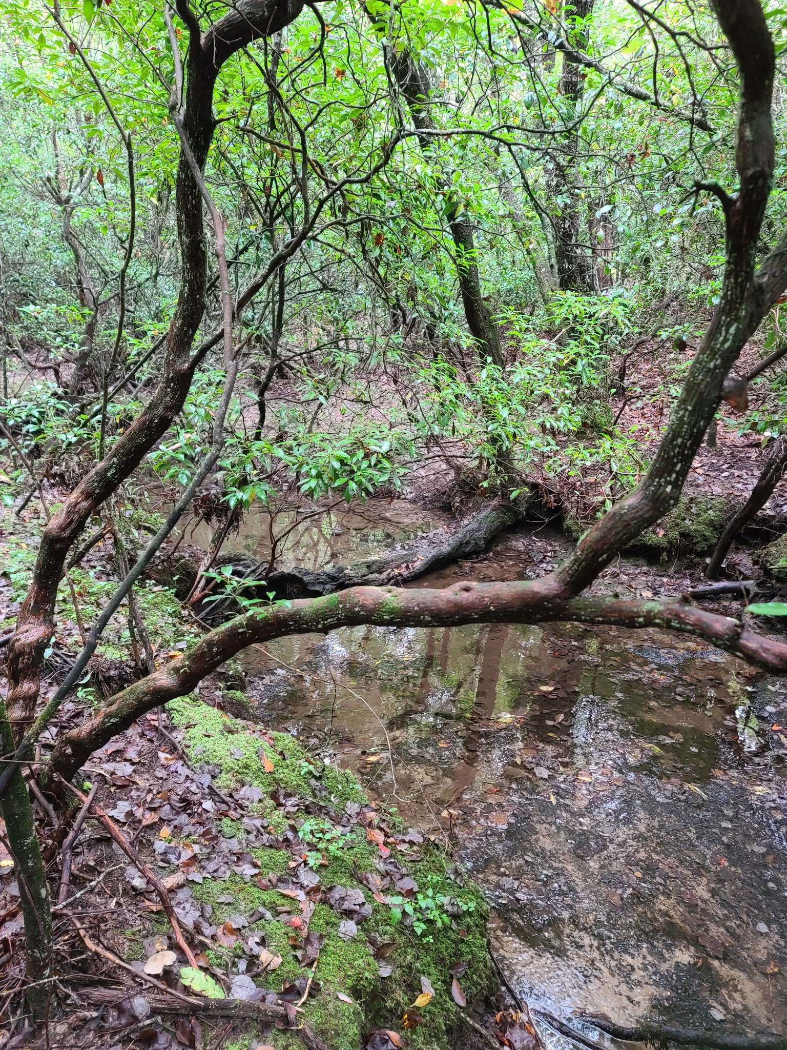0 Whitetail Ridge Dr, Spencer, TN 38585