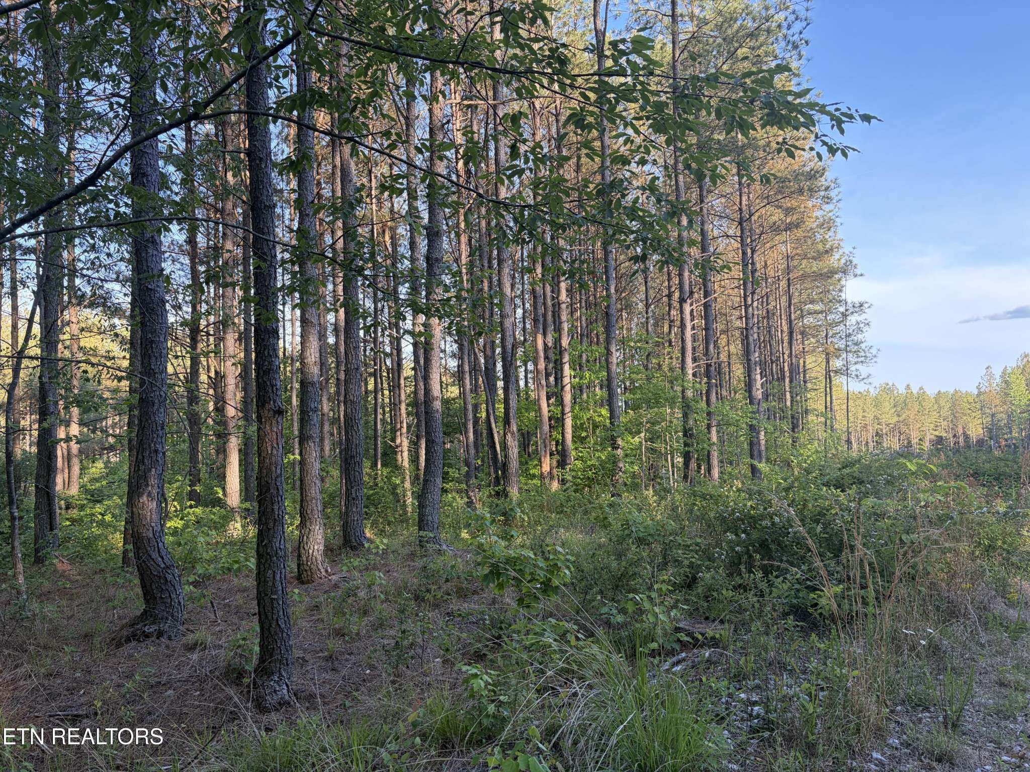 68 Black Bear Lane, Sunbright, TN 37872