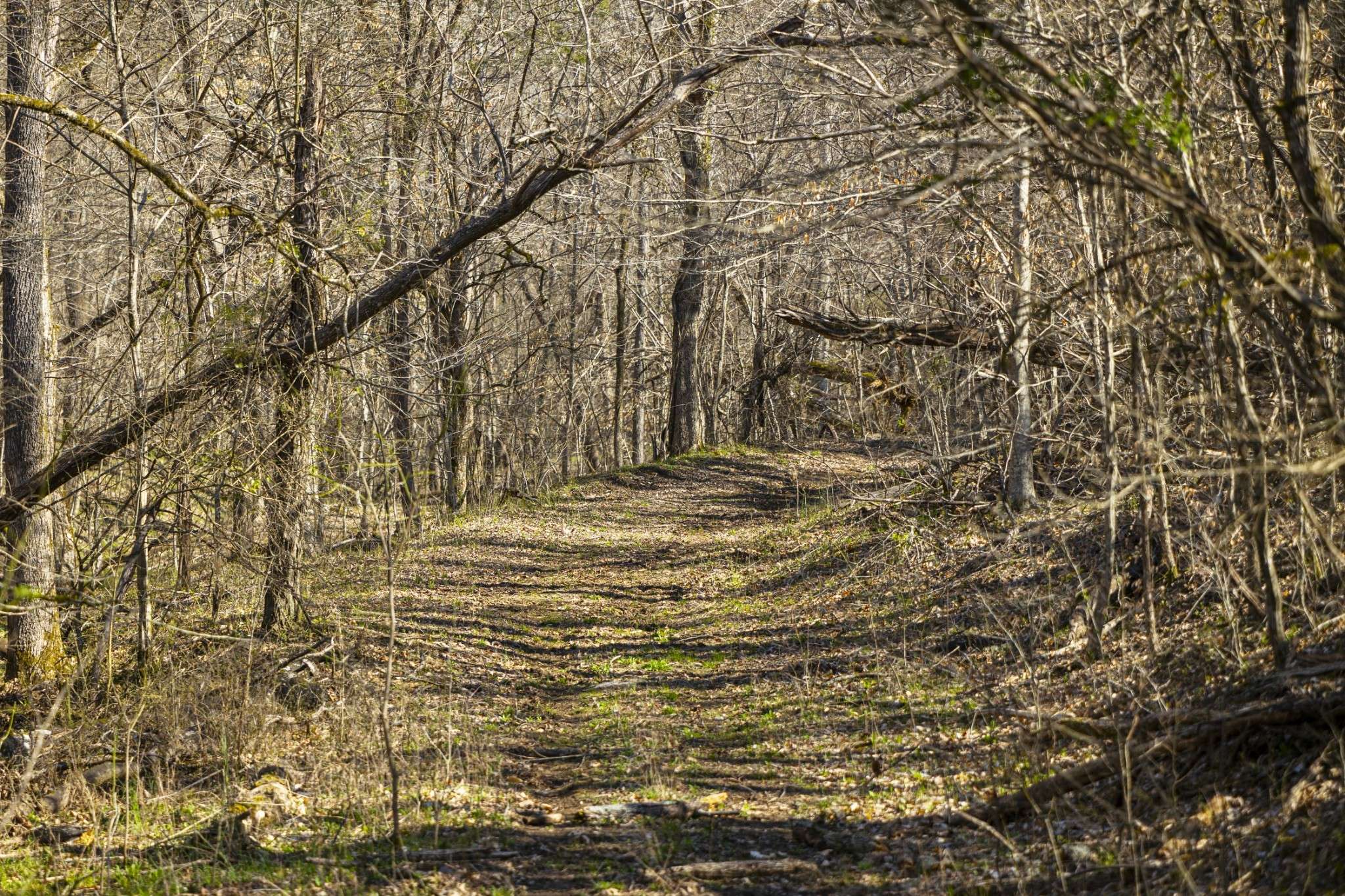 4250 Delina Rd, Cornersville, TN 37047