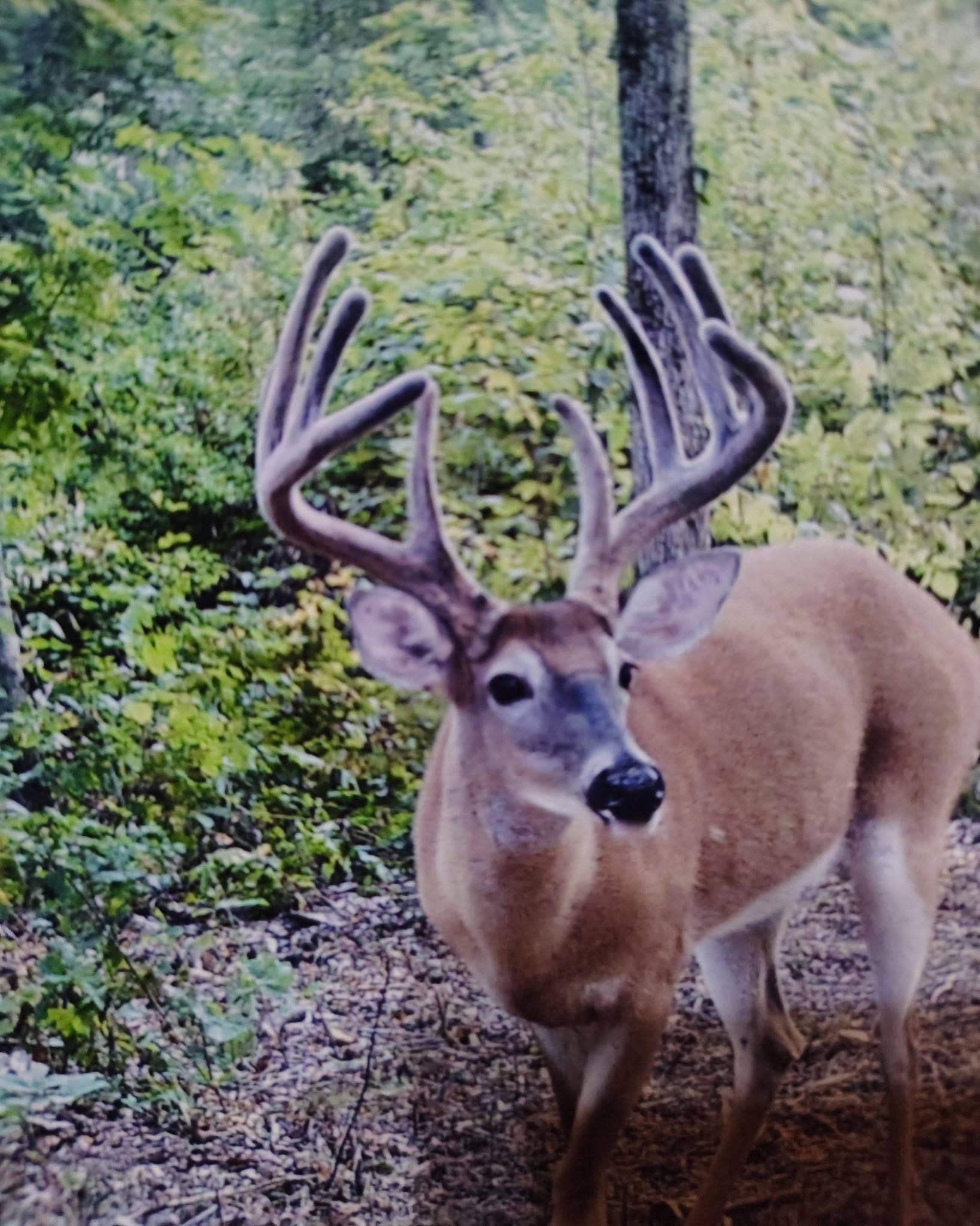 0 Seven Mile Ridge Rd, Indian Mound, TN 37079
