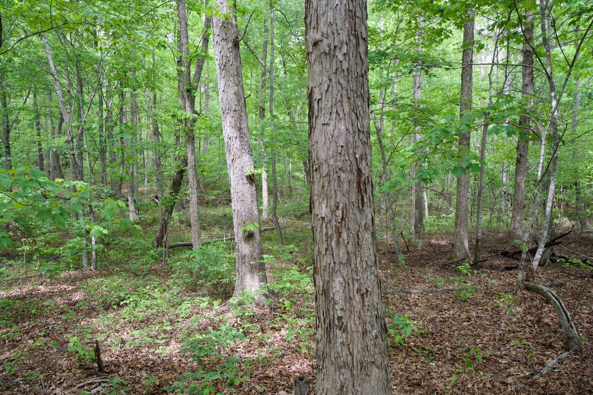 0 Hills Cemetery Rd, Spencer, TN 38585
