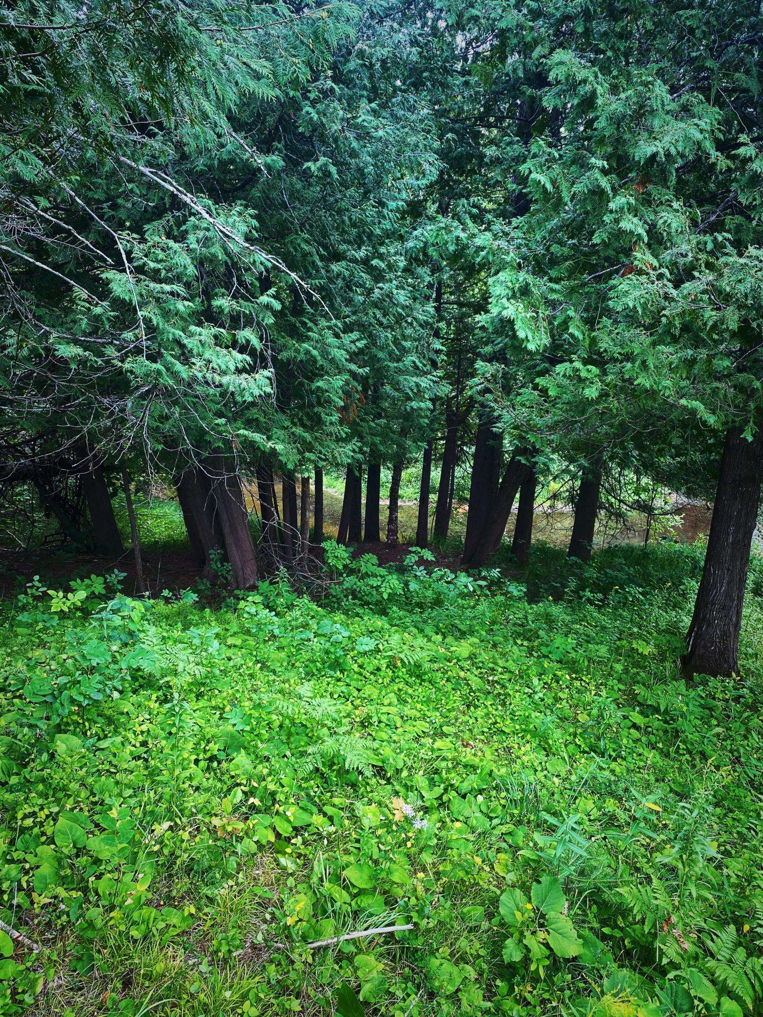 000 Van Ornum Road, Marengo, WI 54855