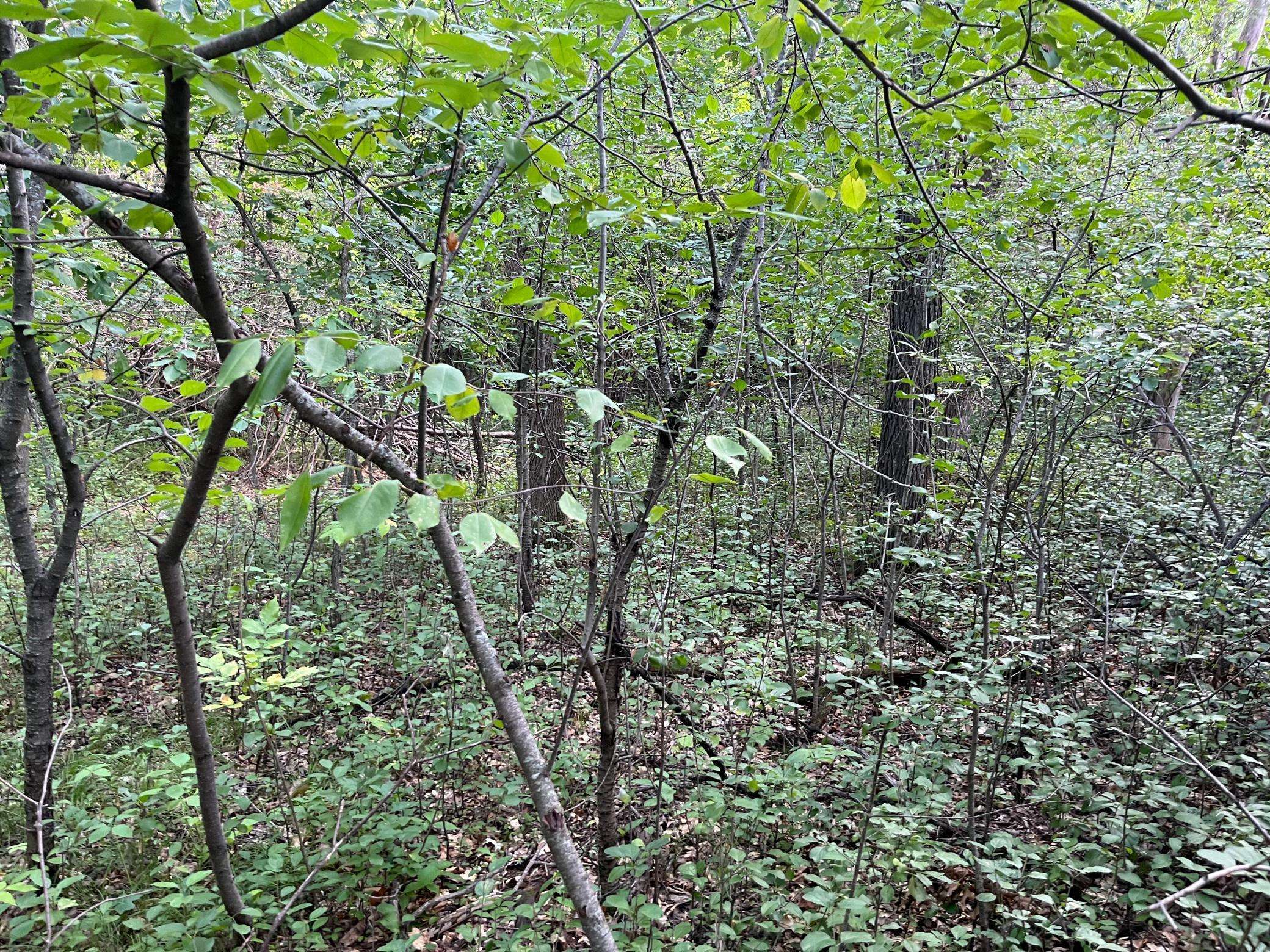 23xxx 182nd ST, Big Lake, MN 55309
