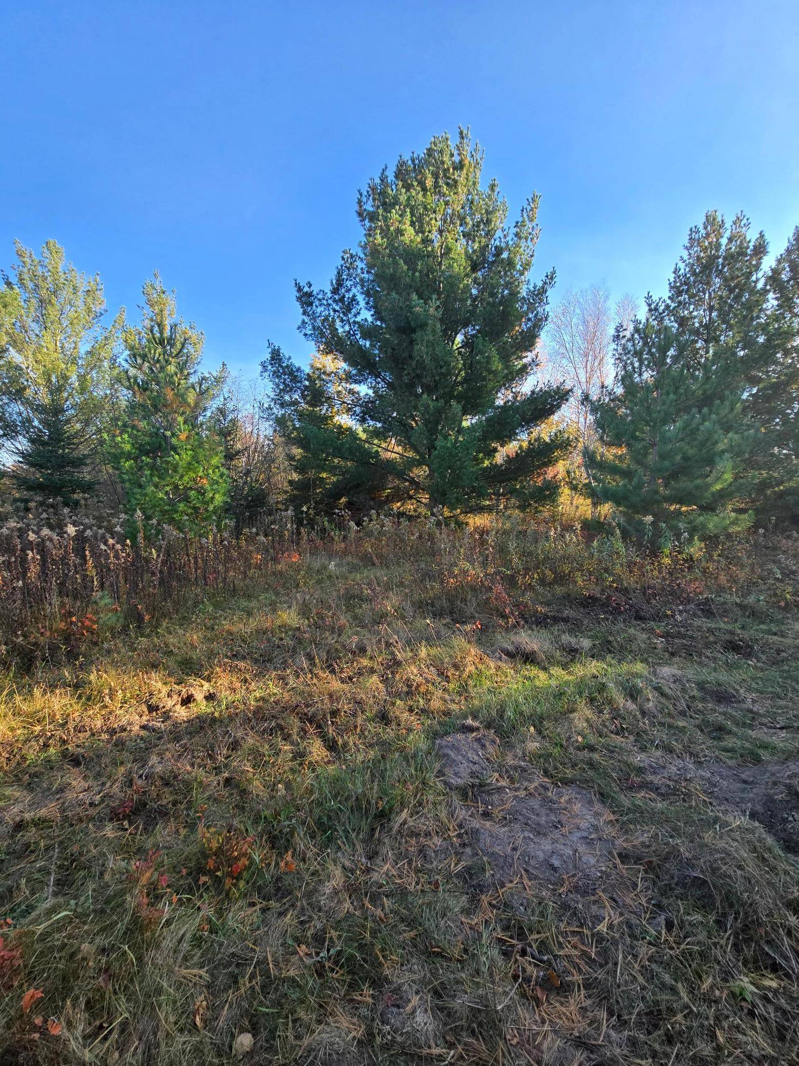 XXX1 Gregory, Hillman, MN 56338