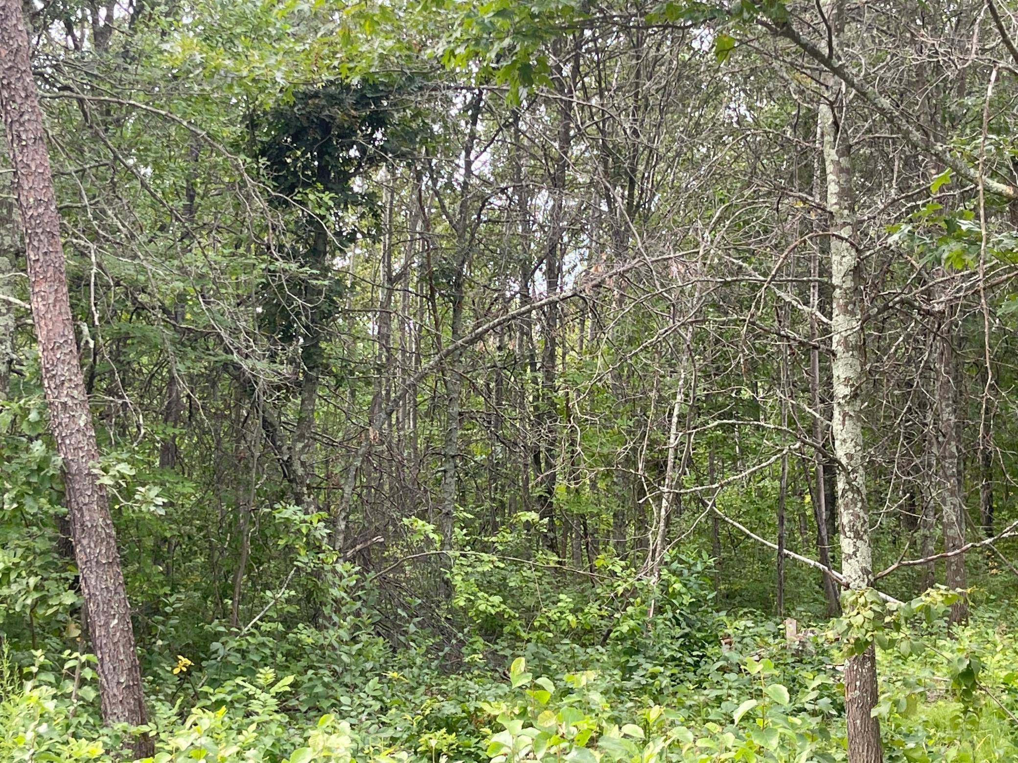 Lot 4 Patriot Ave, Pequot Lakes, MN 56472