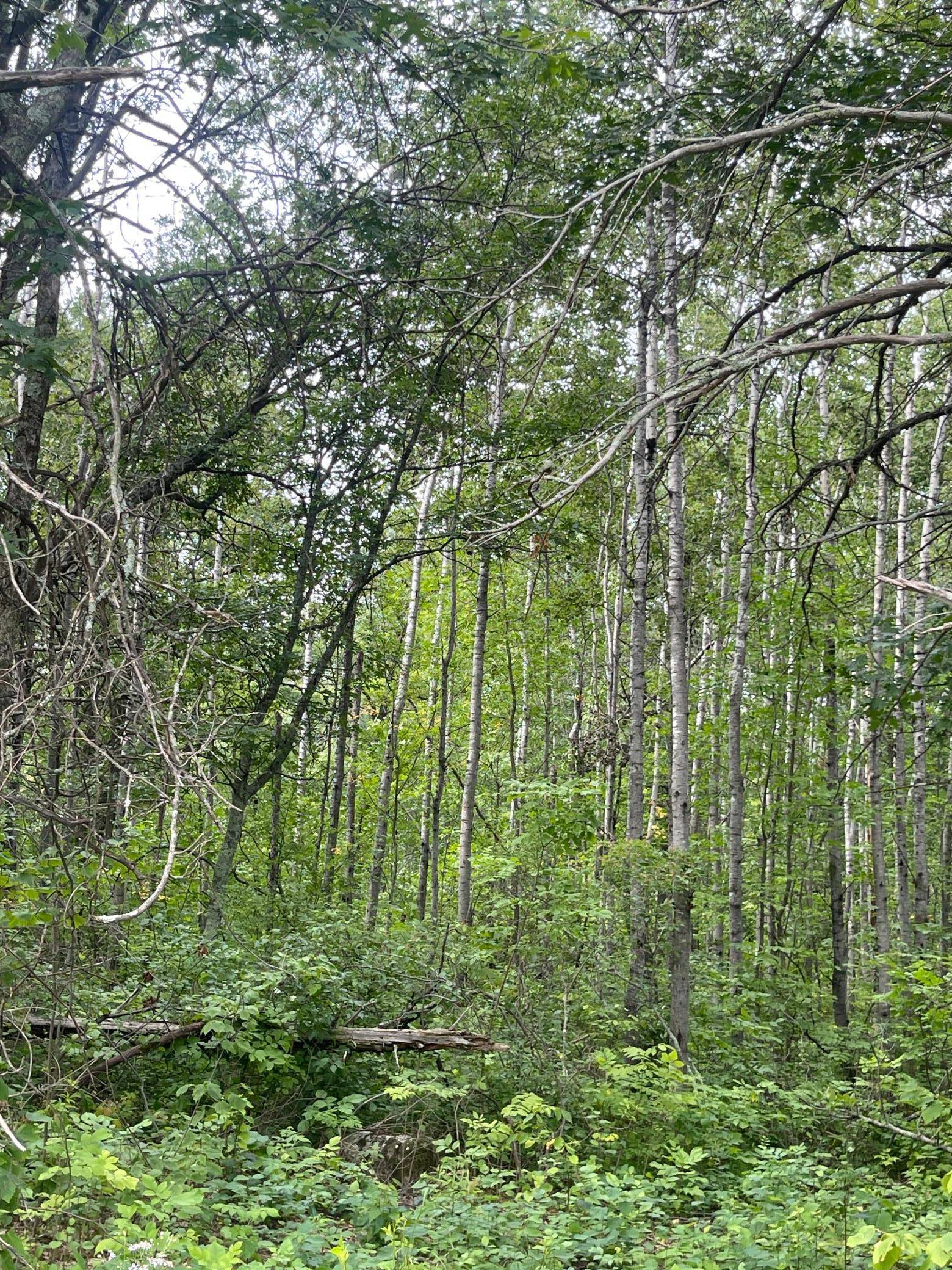 Lot 2 Patriot Ave, Pequot Lakes, MN 56472