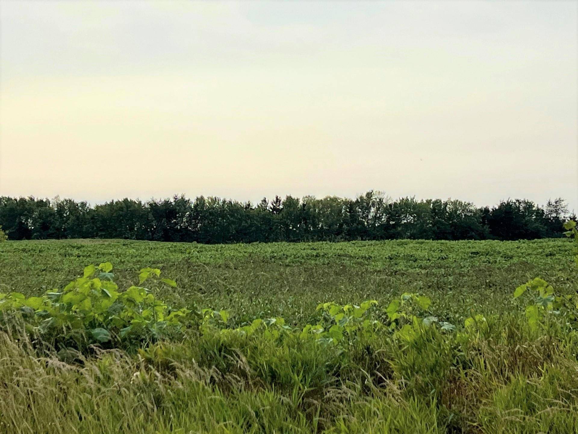 XXXXX Jeffrey Ave N - Parcel B, Hugo, MN 55038