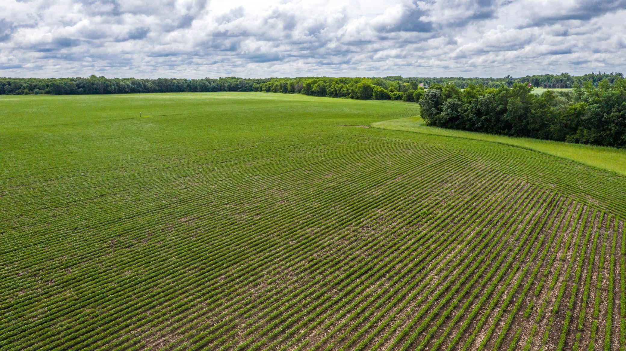 TBD MN Highway 30, Blooming Prairie, MN 55917