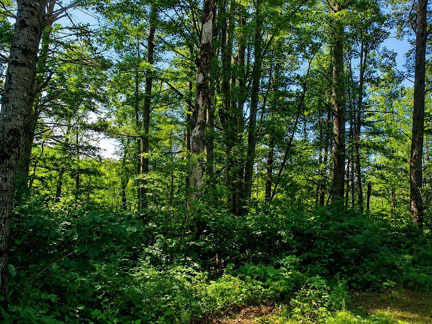Lot 1 State Road 27/70, Couderay, WI 54828