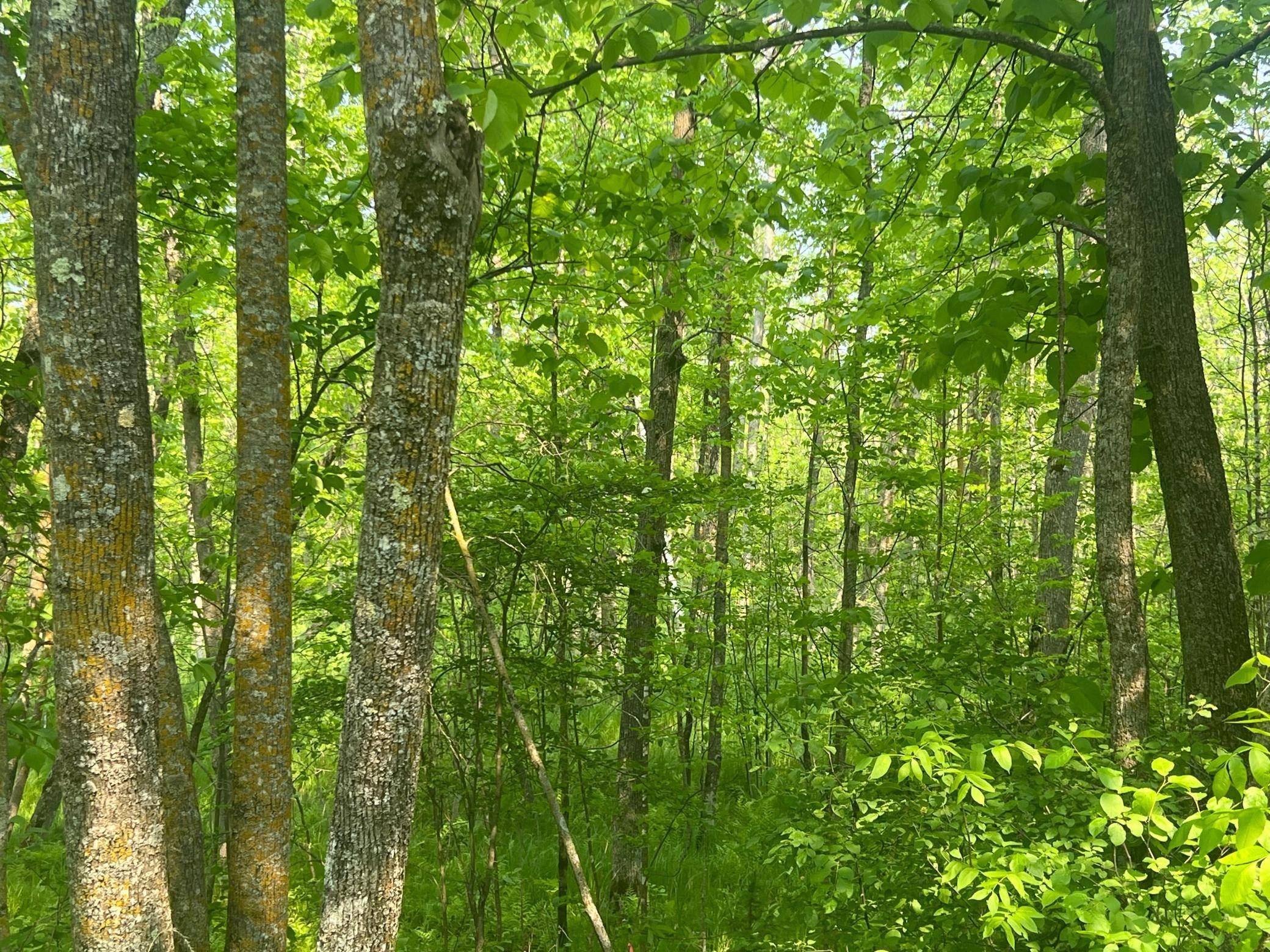 TBD Dettbarn Rd., Nisswa, MN 56468
