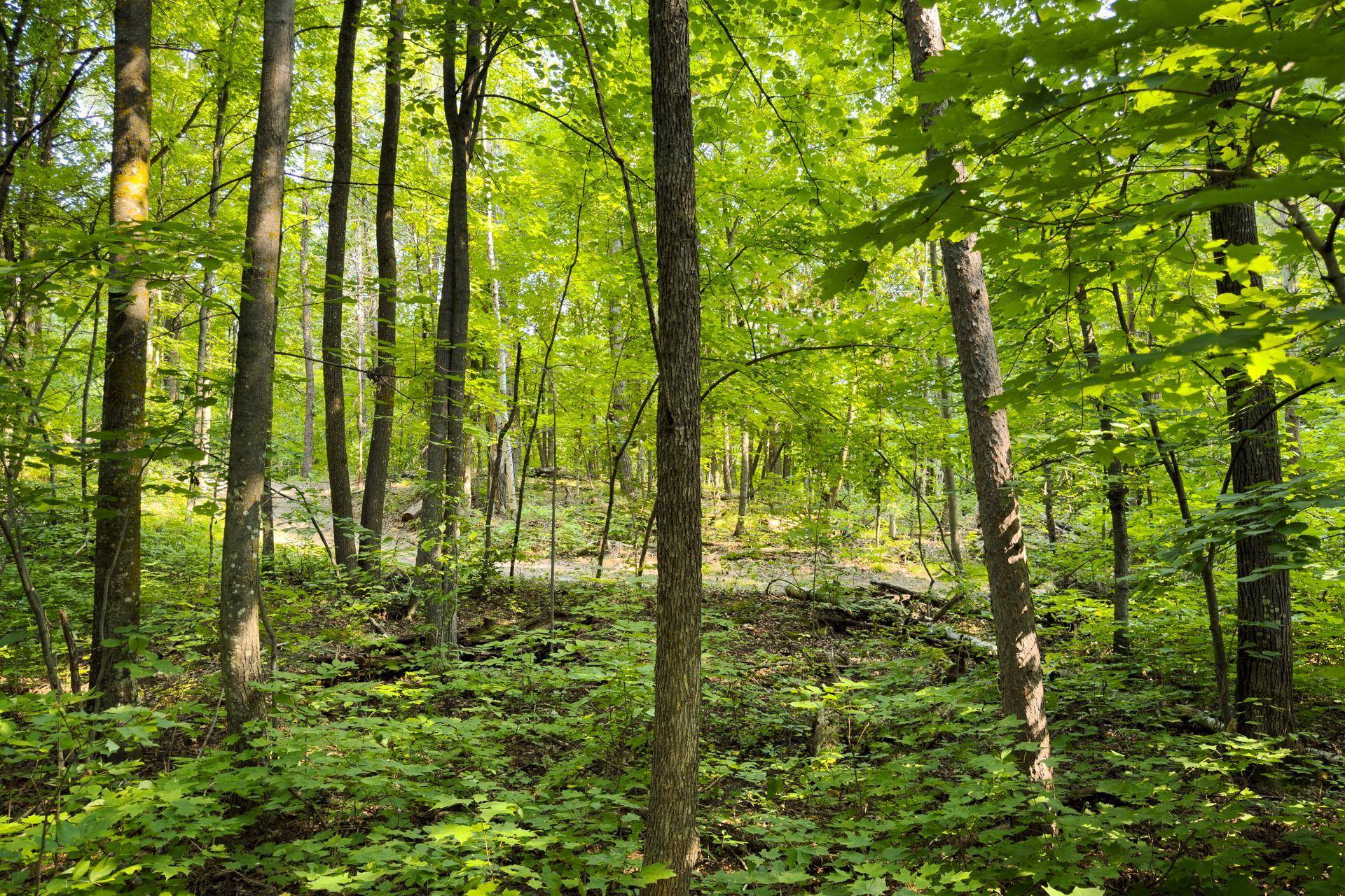 Lot 2 Turtle Lake DR NW, Walker, MN 56484