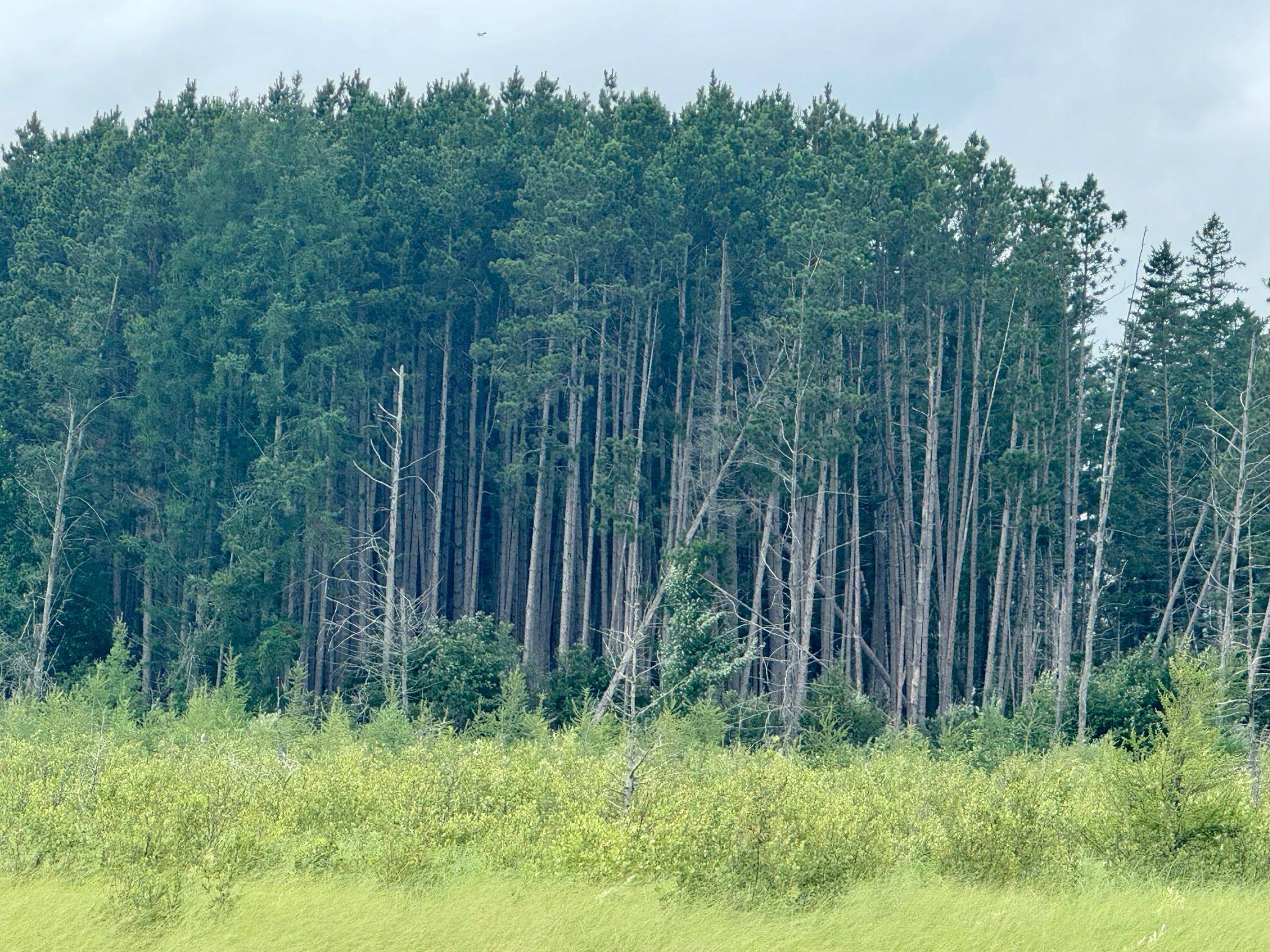 TBD 20th St. SW 20 St. SW, Pine River, MN 56474