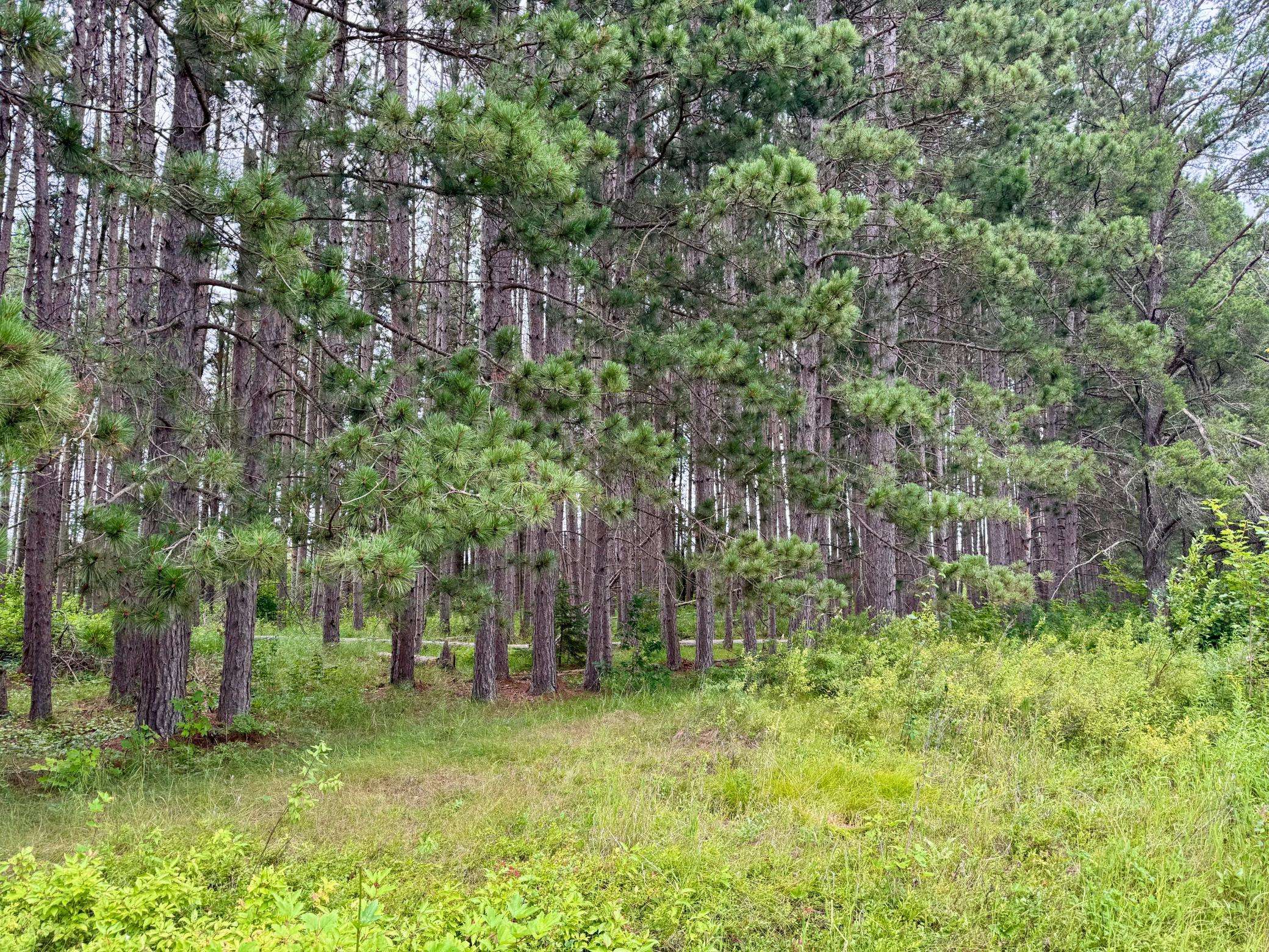 TBD 20th St. SW 20 St. SW, Pine River, MN 56474