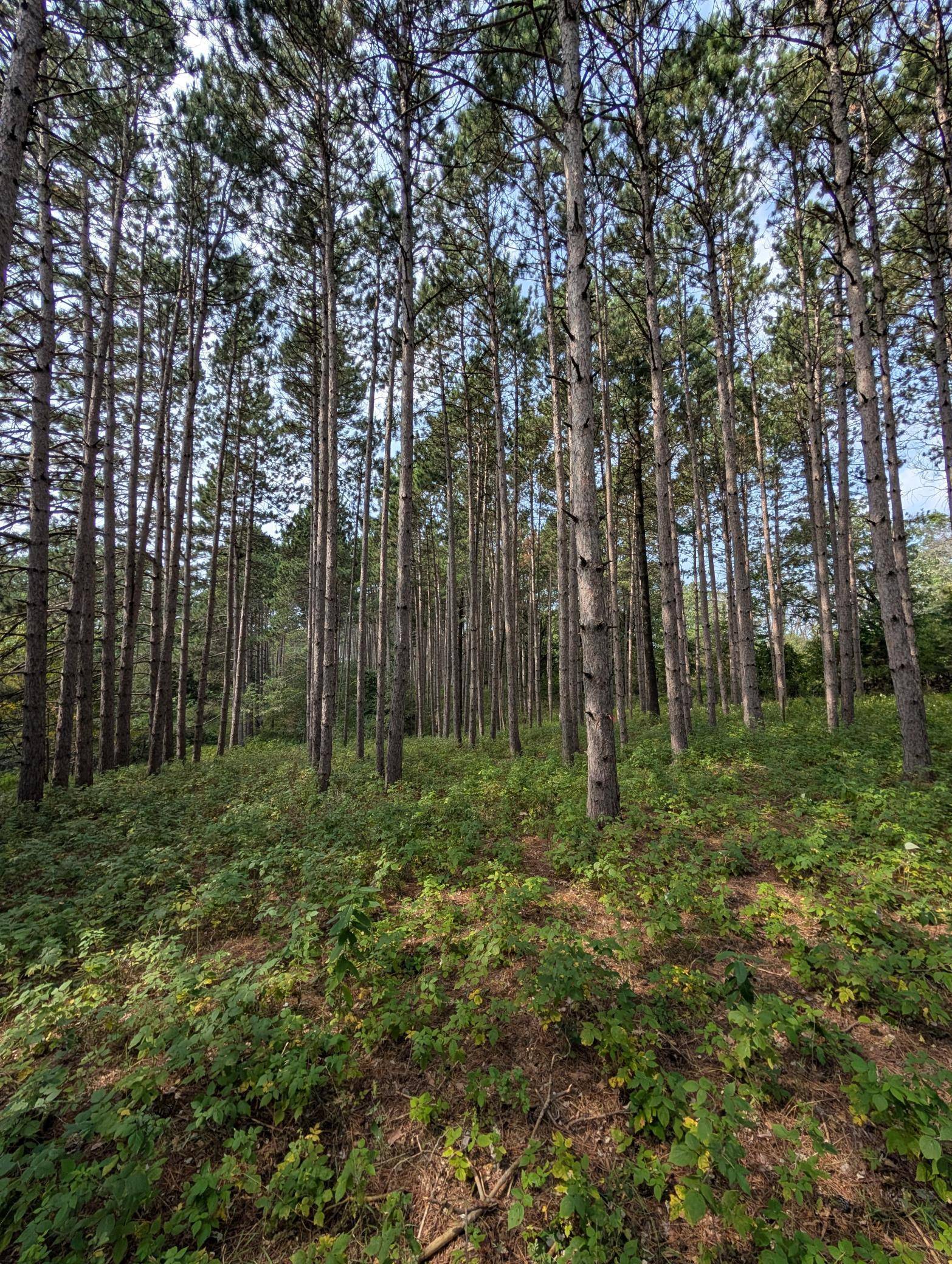 21493 Joplin ST NW, Elk River, MN 55330