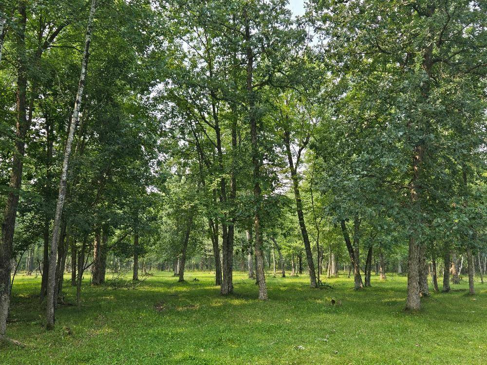 TBD State 87 SW, Backus, MN 56435