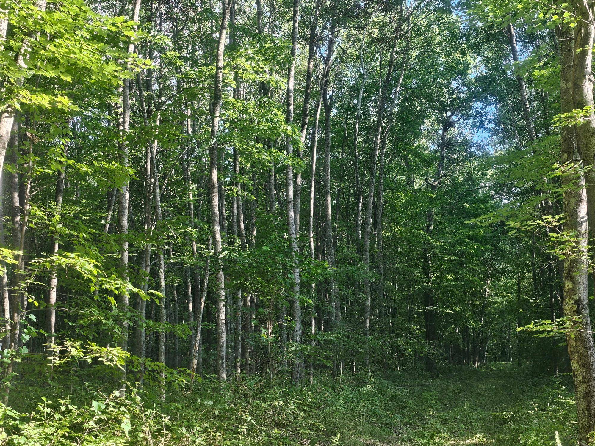 Lot 3 Ken Can Lane, Webster, WI 54893