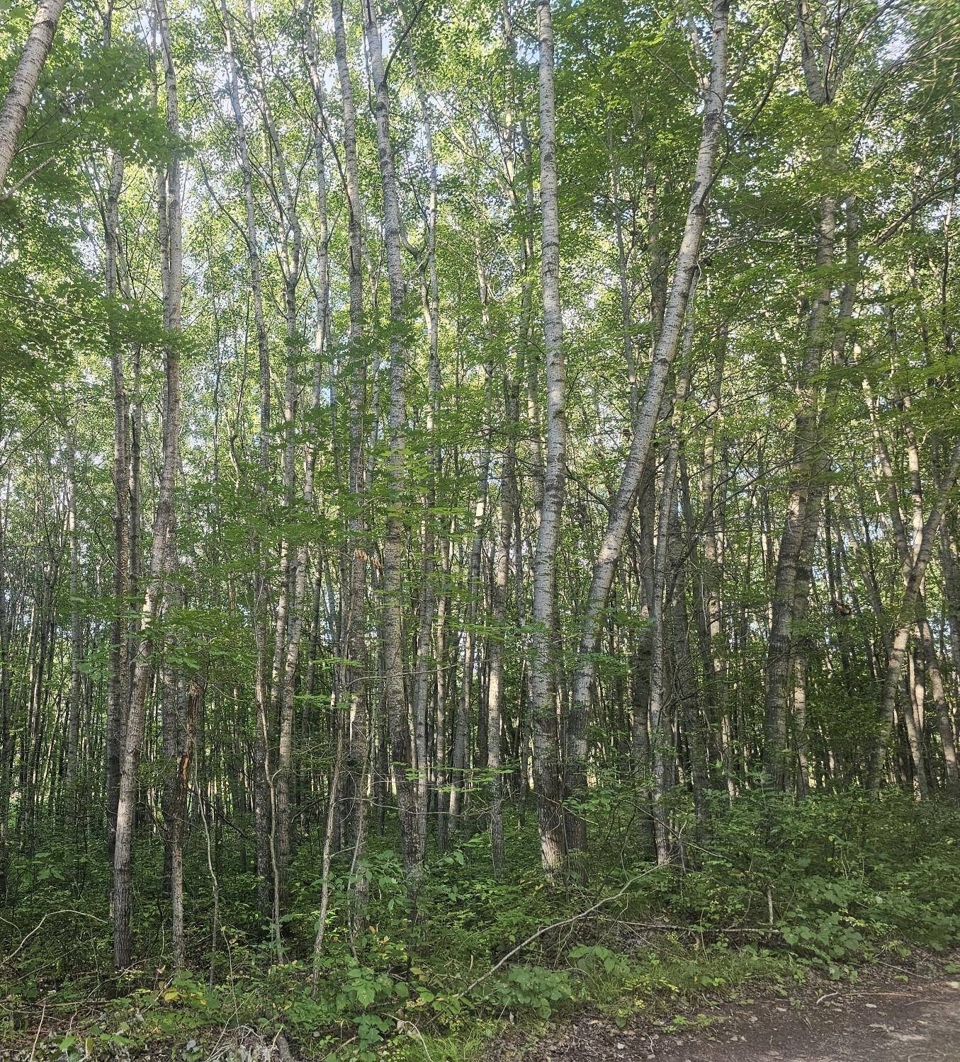Lot 4 Ken Can Lane, Webster, WI 54893