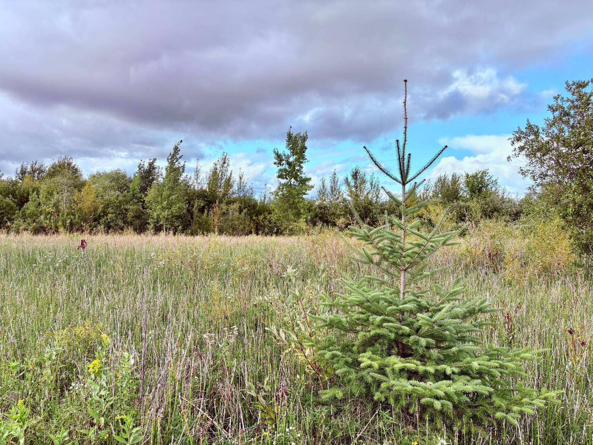 TBD 7th St SW, Baudette, MN 56623