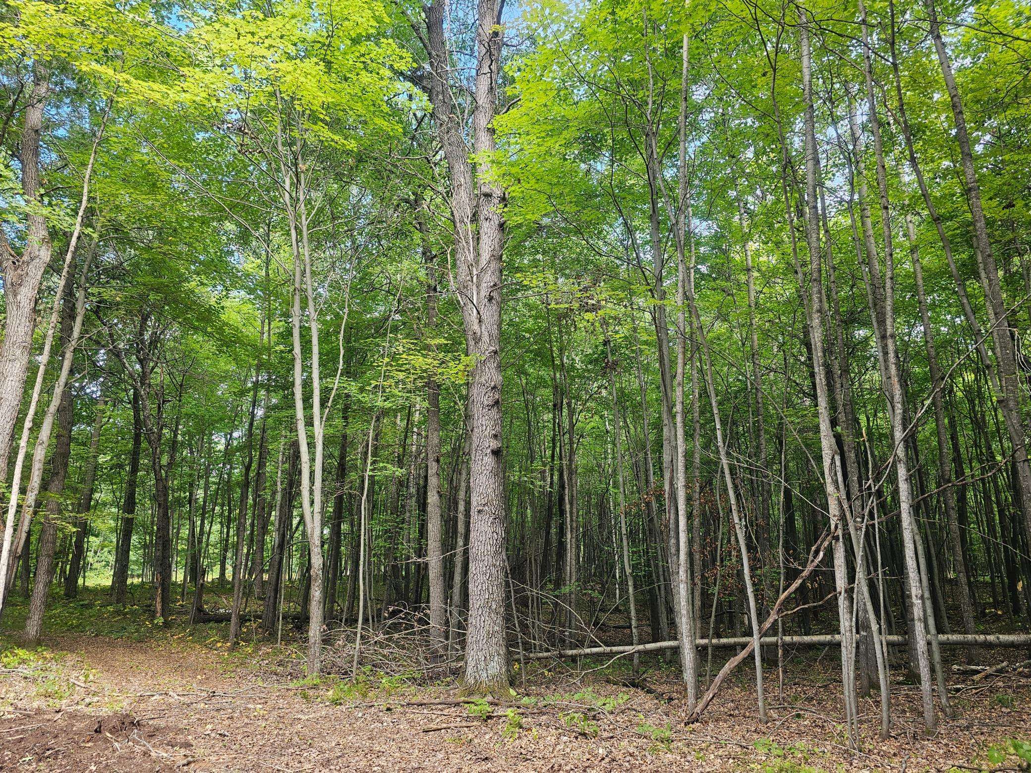 Lot 6 Ken Can Lane, Webster, WI 54893