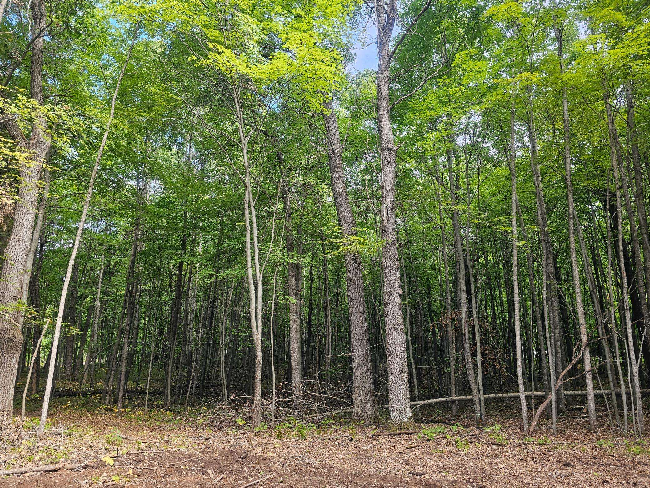 Lot 6 Ken Can Lane, Webster, WI 54893