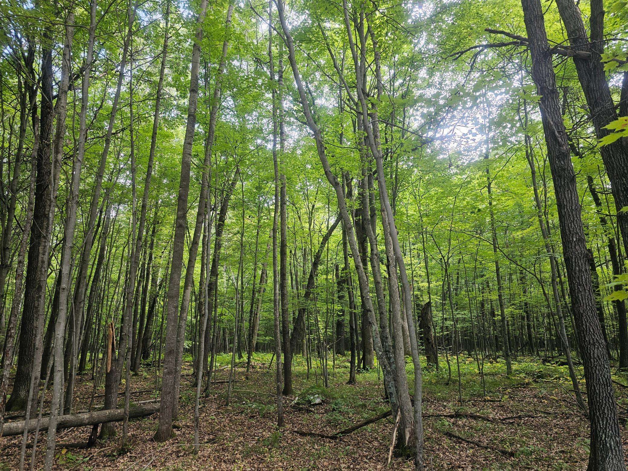 Lot 6 Ken Can Lane, Webster, WI 54893