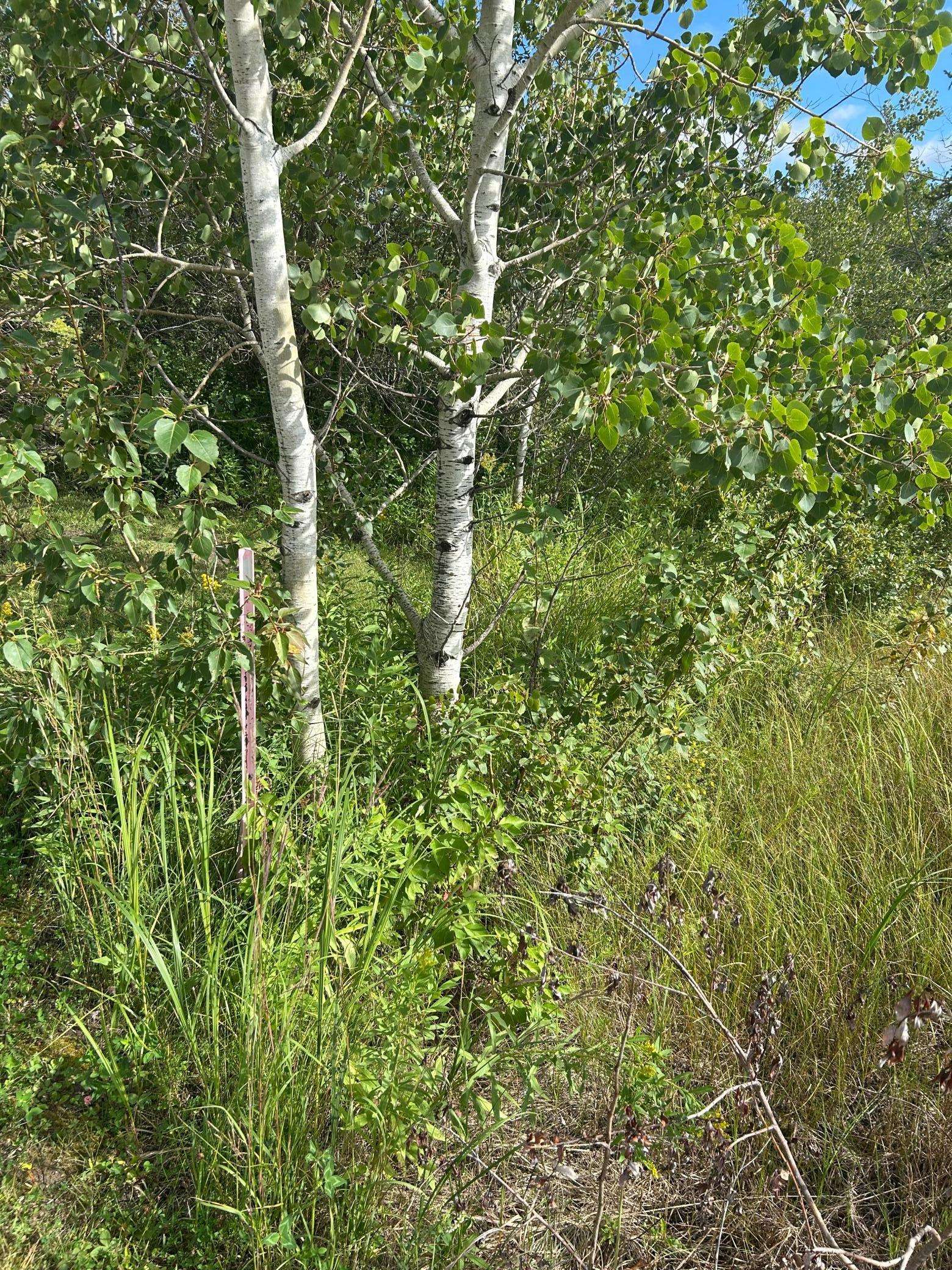 TBD 340th AVE, Roseau, MN 56751