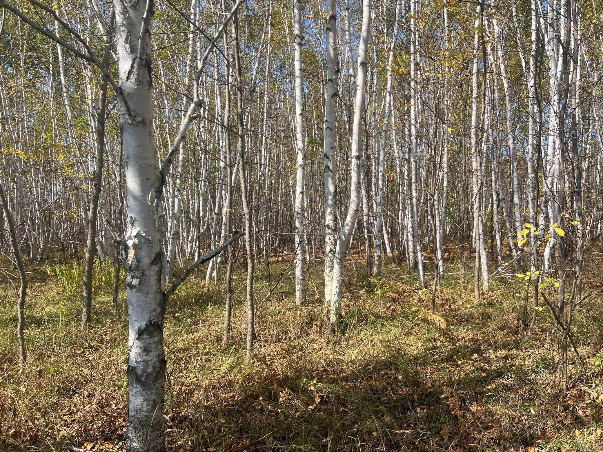 00000 County HWY 61, Hinckley, MN 55037