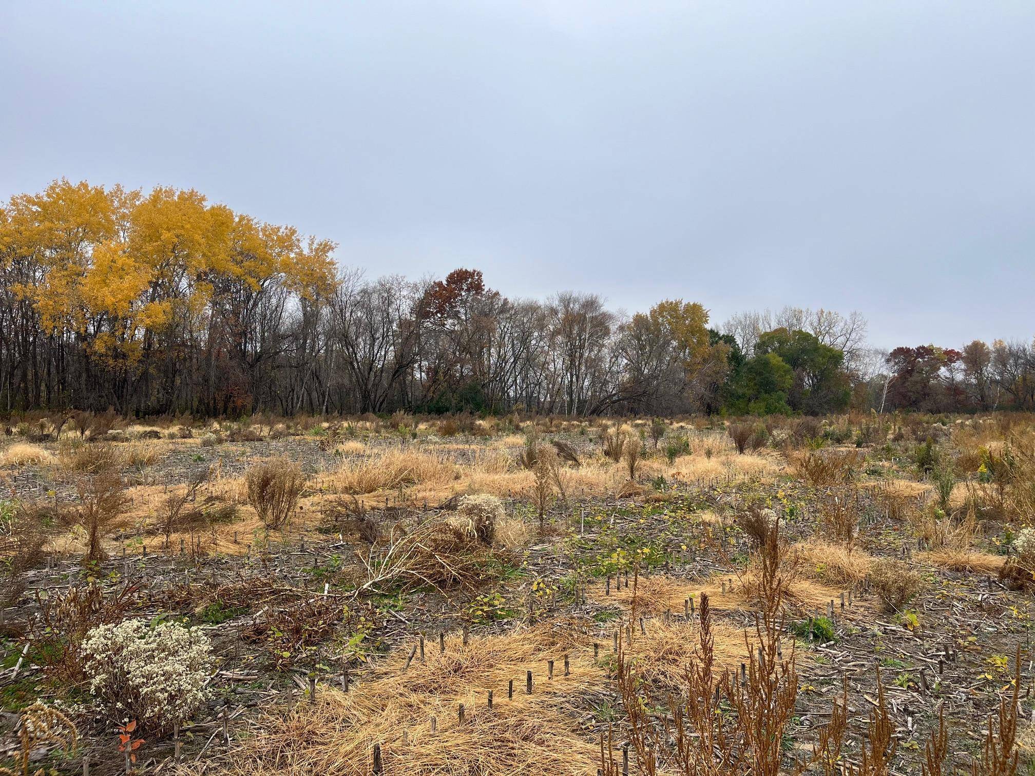 TBD (Lot 1) Brunswick RD, Stanchfield, MN 55080
