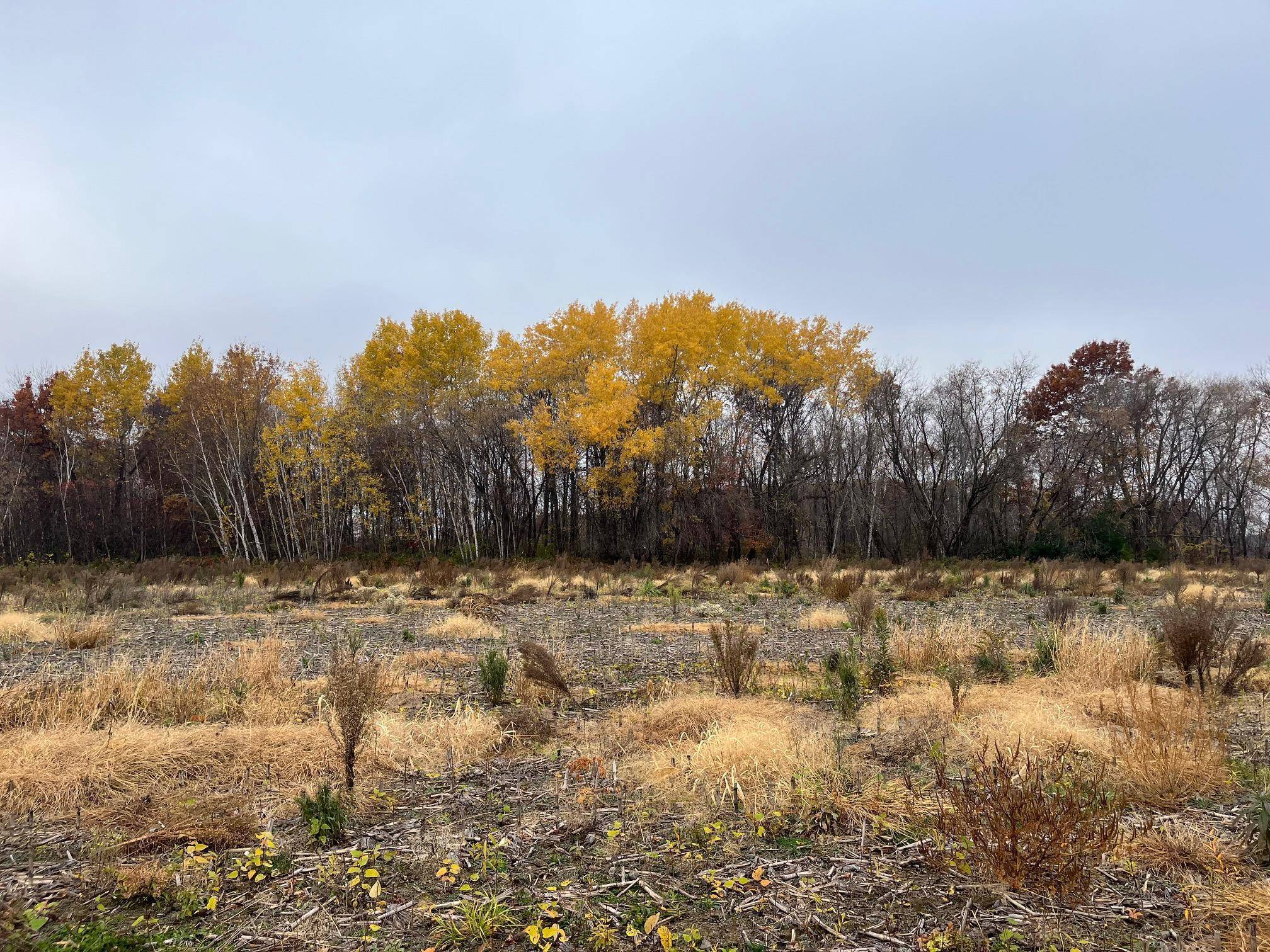 TBD (Lot 1) Brunswick RD, Stanchfield, MN 55080