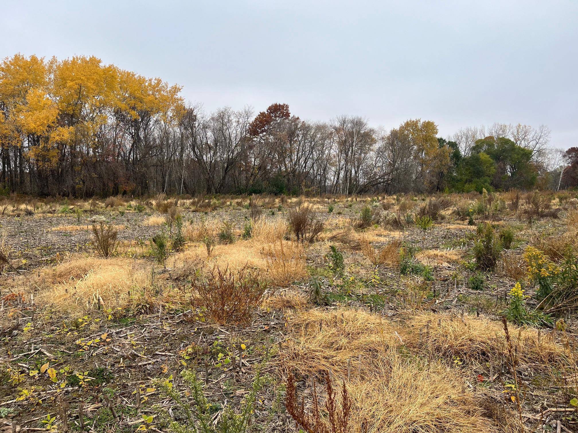 TBD (Lot 1) Brunswick RD, Stanchfield, MN 55080