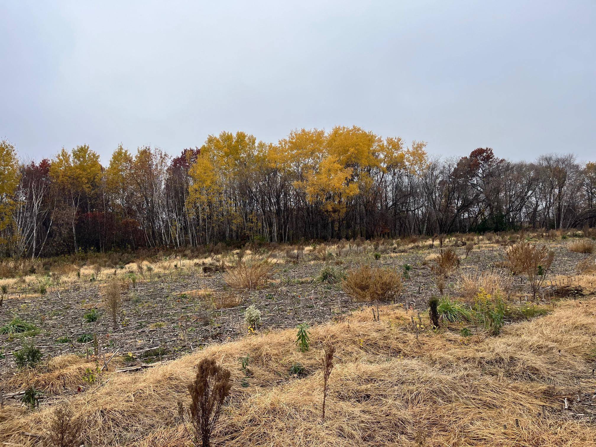 TBD (Lot 2) Brunswick RD, Stanchfield, MN 55080
