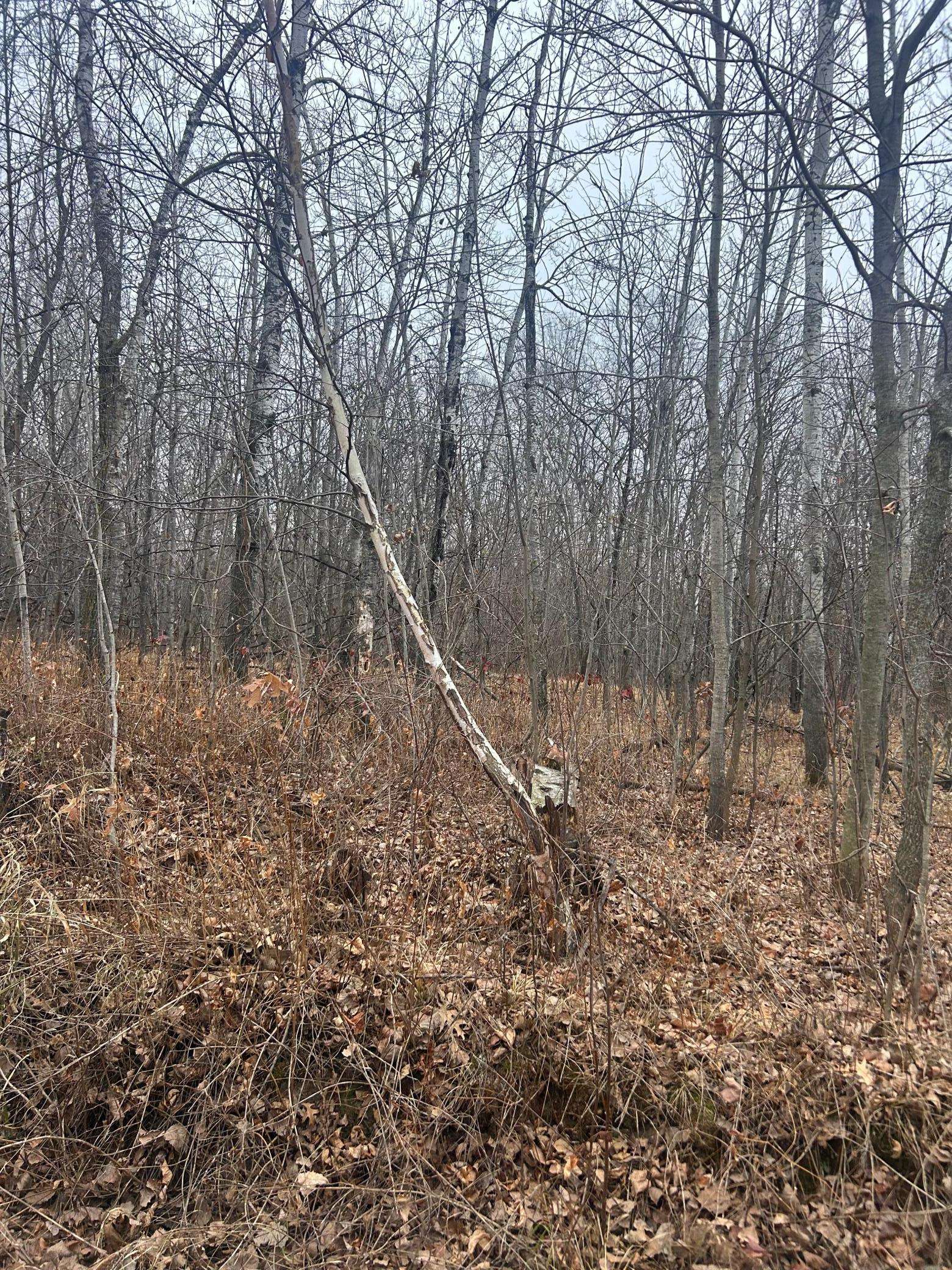 TBDx Golf Course dr, Cushing, MN 56443