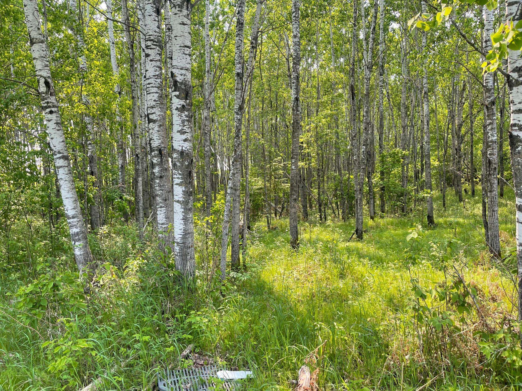 8017 N Savanna RD, Floodwood, MN 55736