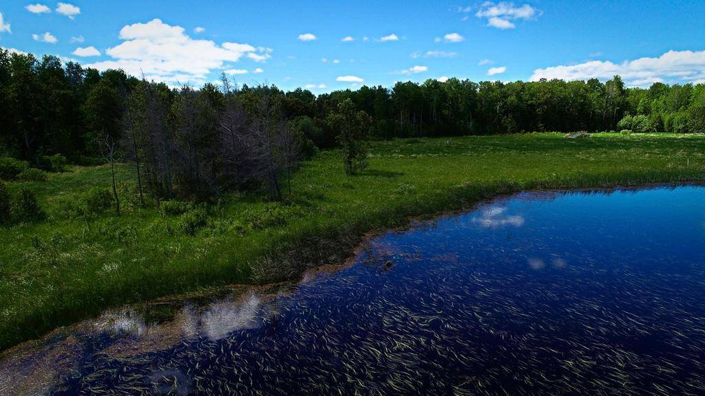 TBD Parcel 3 E Pine DR, Angle Inlet, MN 56711