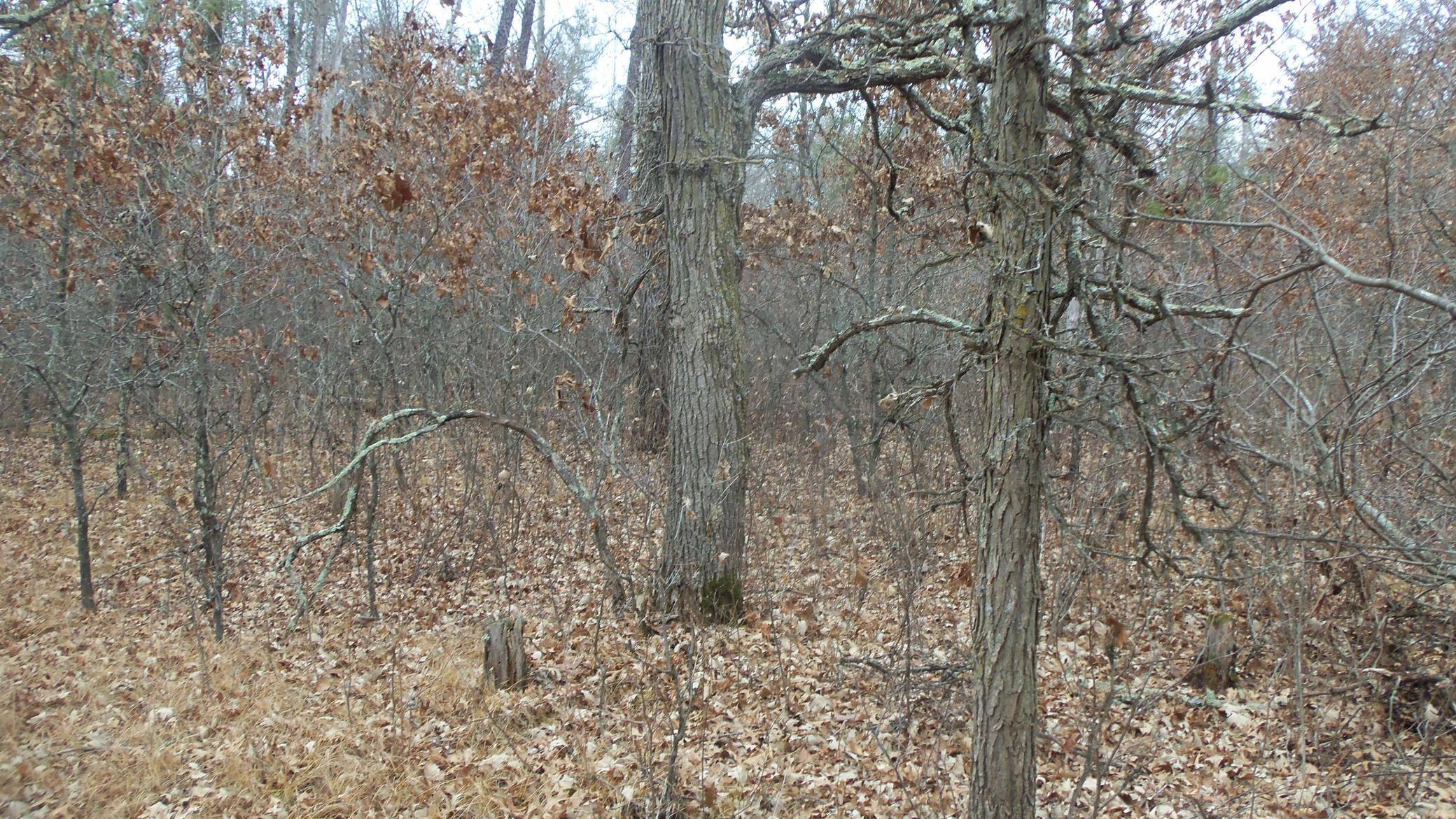Lot 8 Canute Creek Trl, Grantsburg, WI 54840