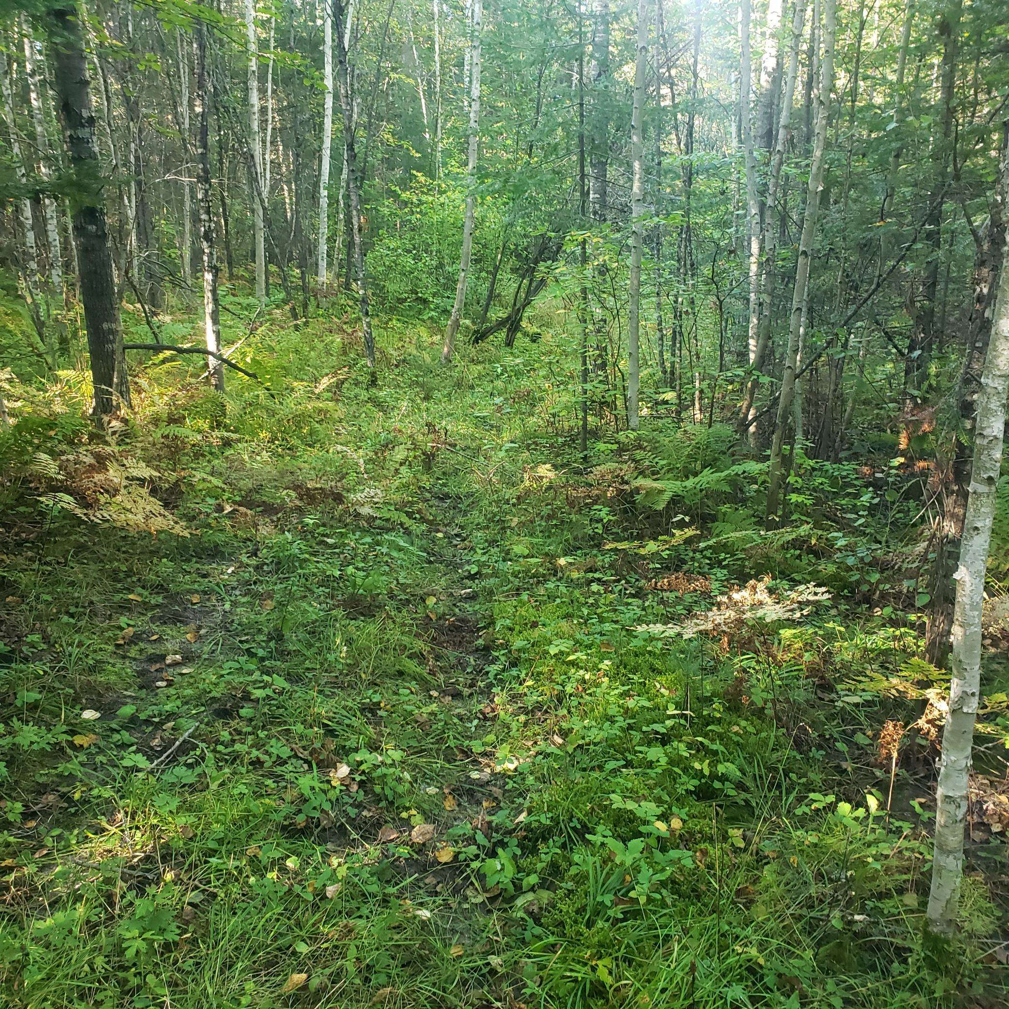 TBD Gamma rd, Kabetogama, MN 56669