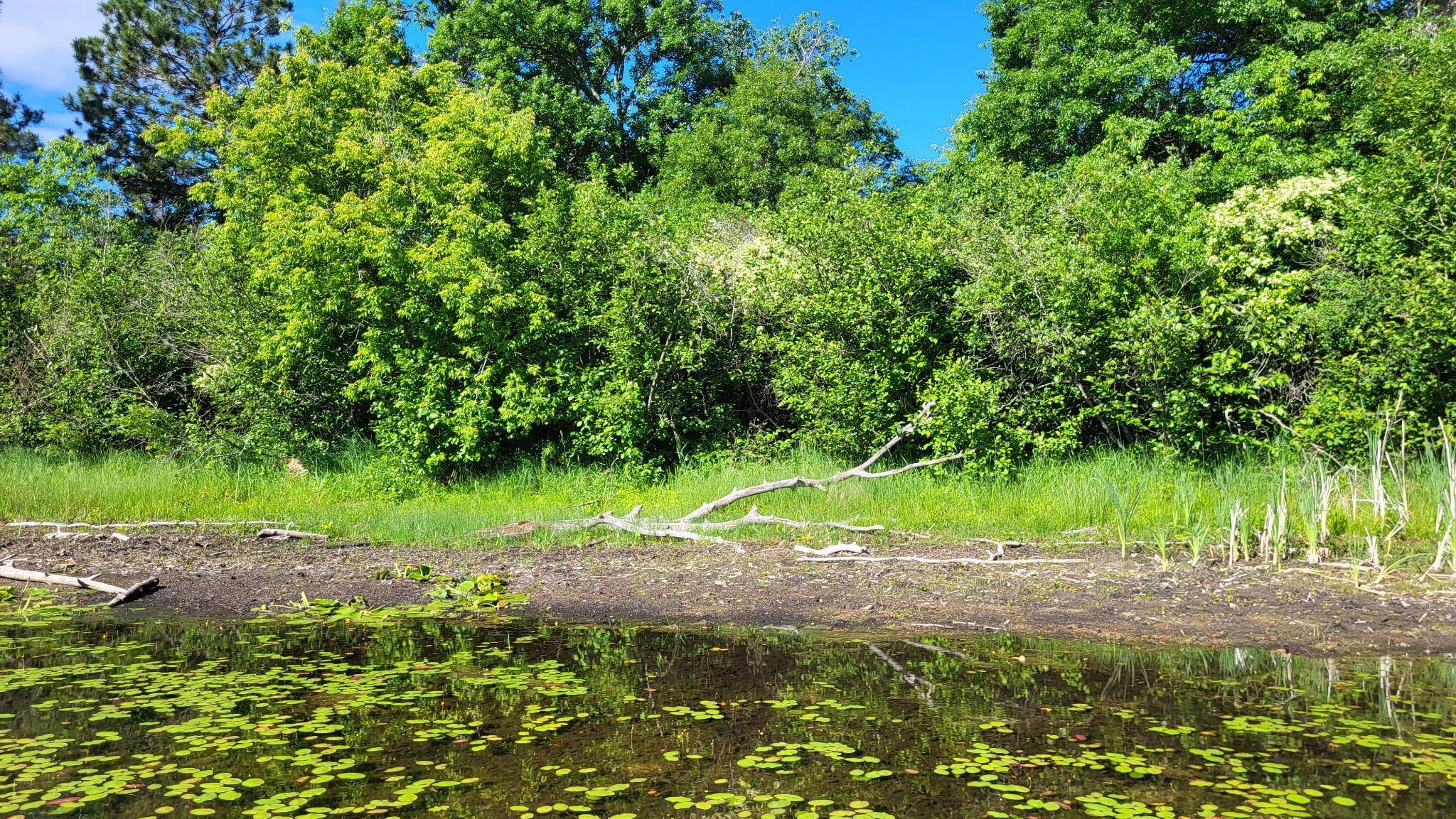 TBD Brush Lake Lane, Park Rapids, MN 56470