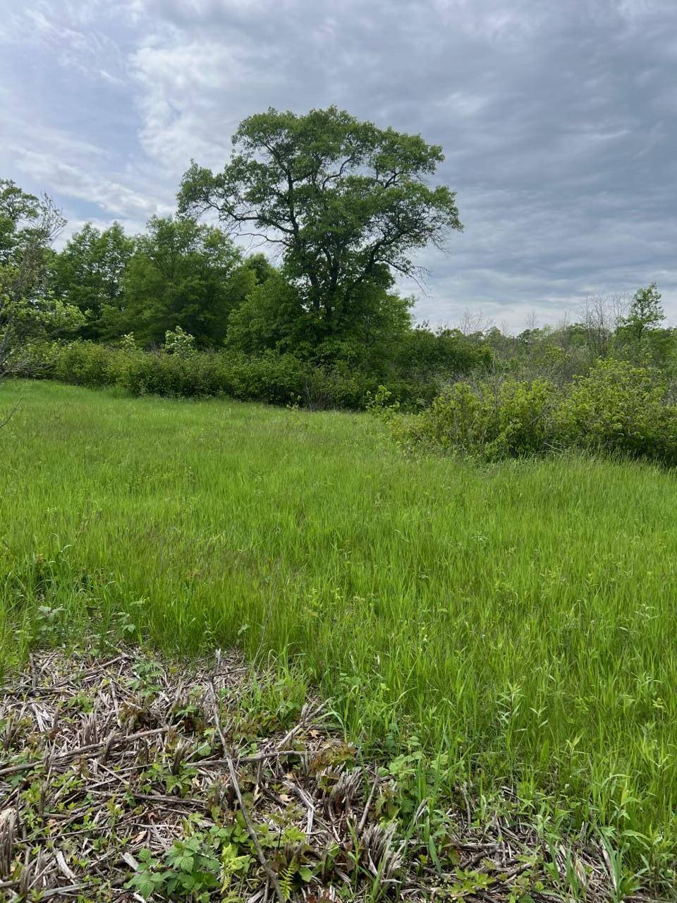TBD Coneflower LN SW, Pine River, MN 56474